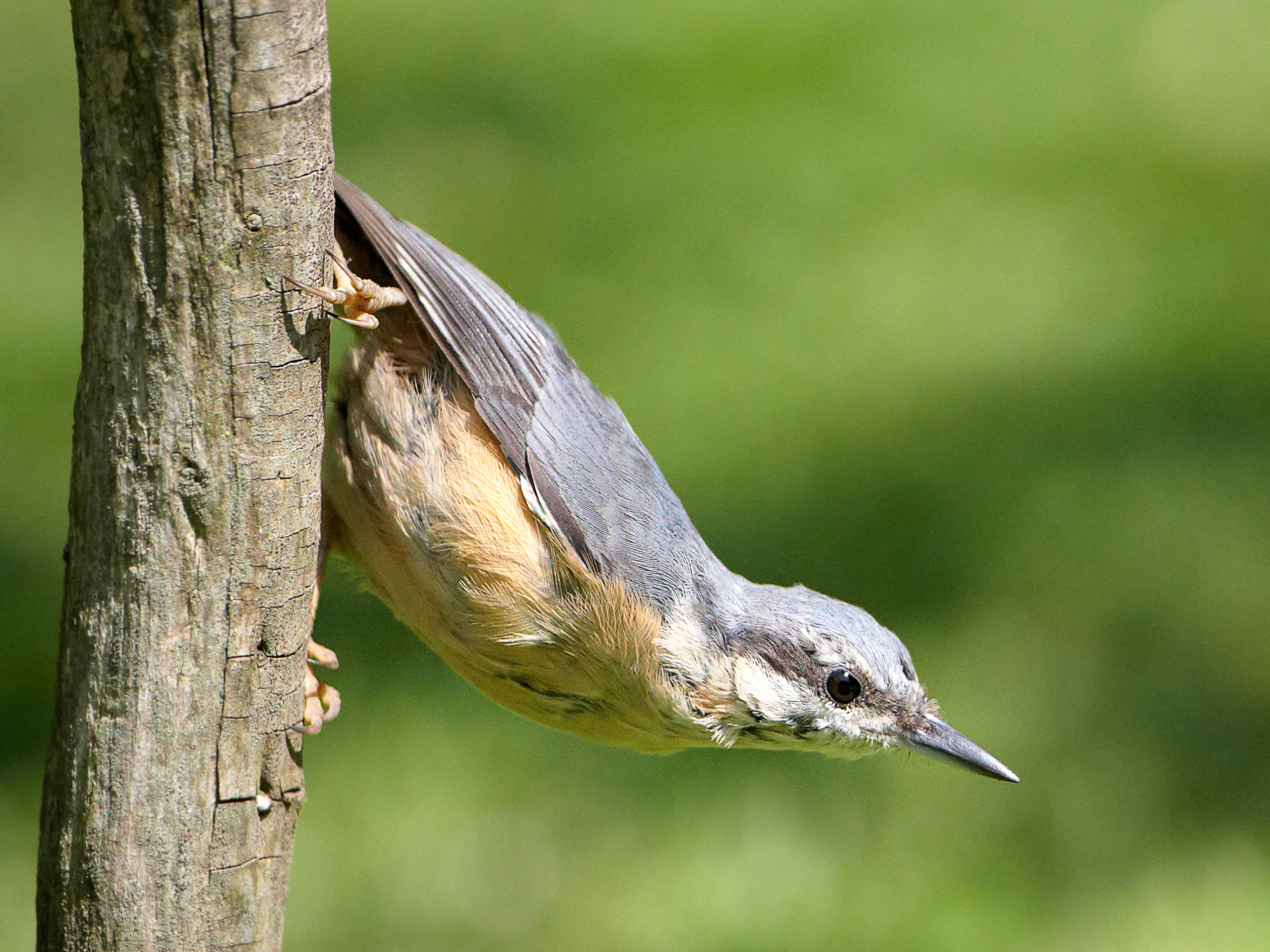 nuthatch