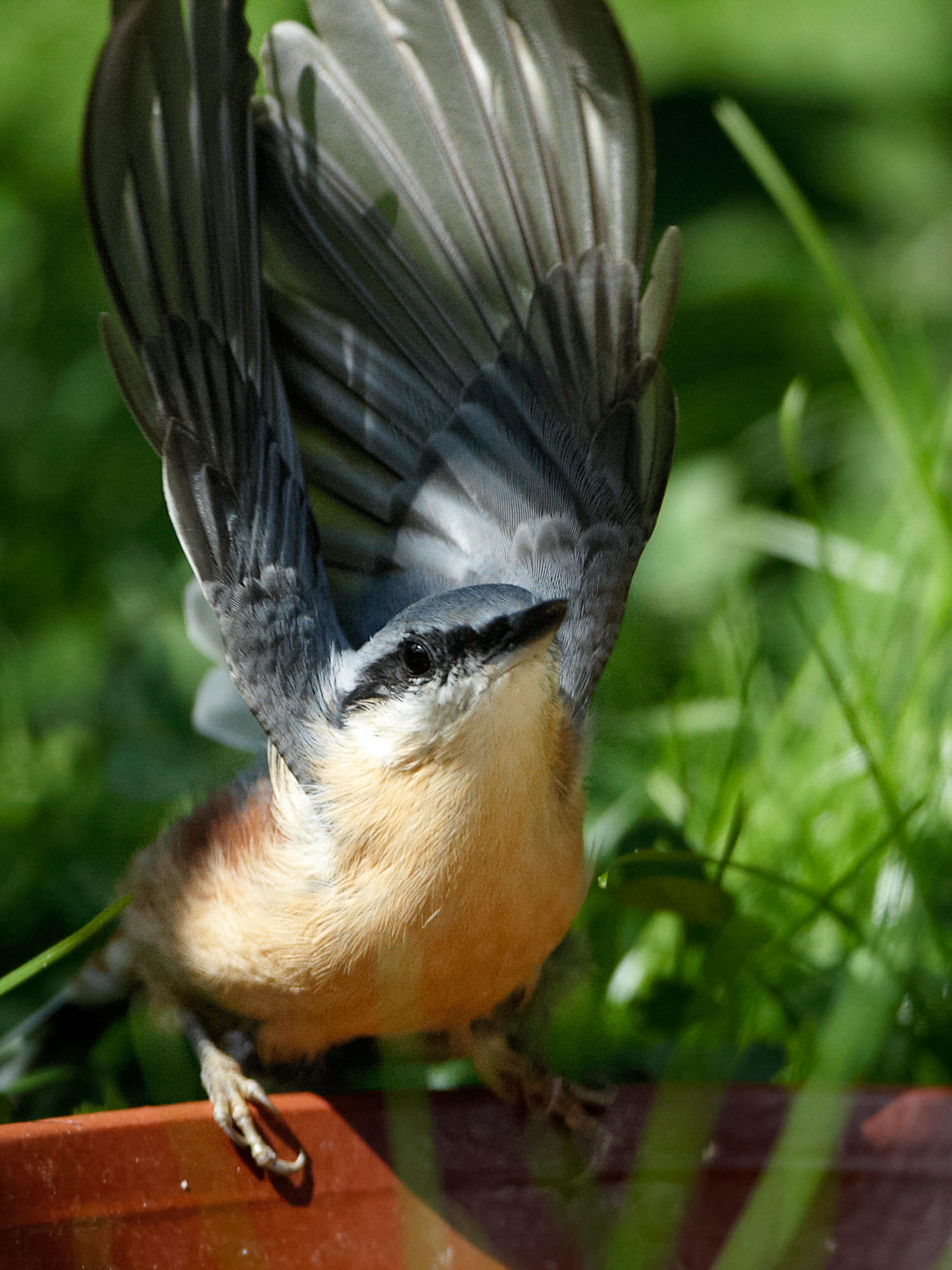 nuthatch
