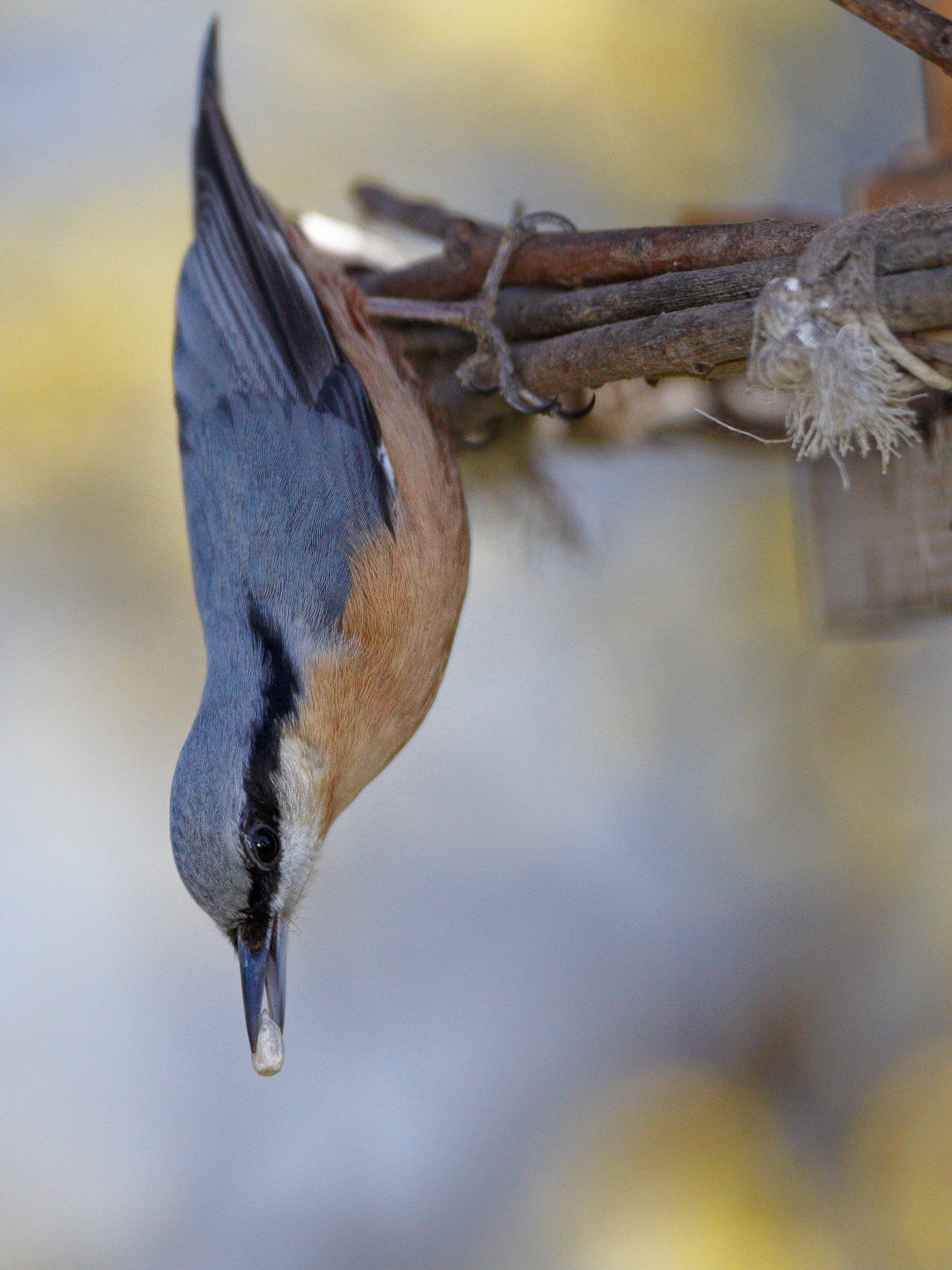 nuthatch