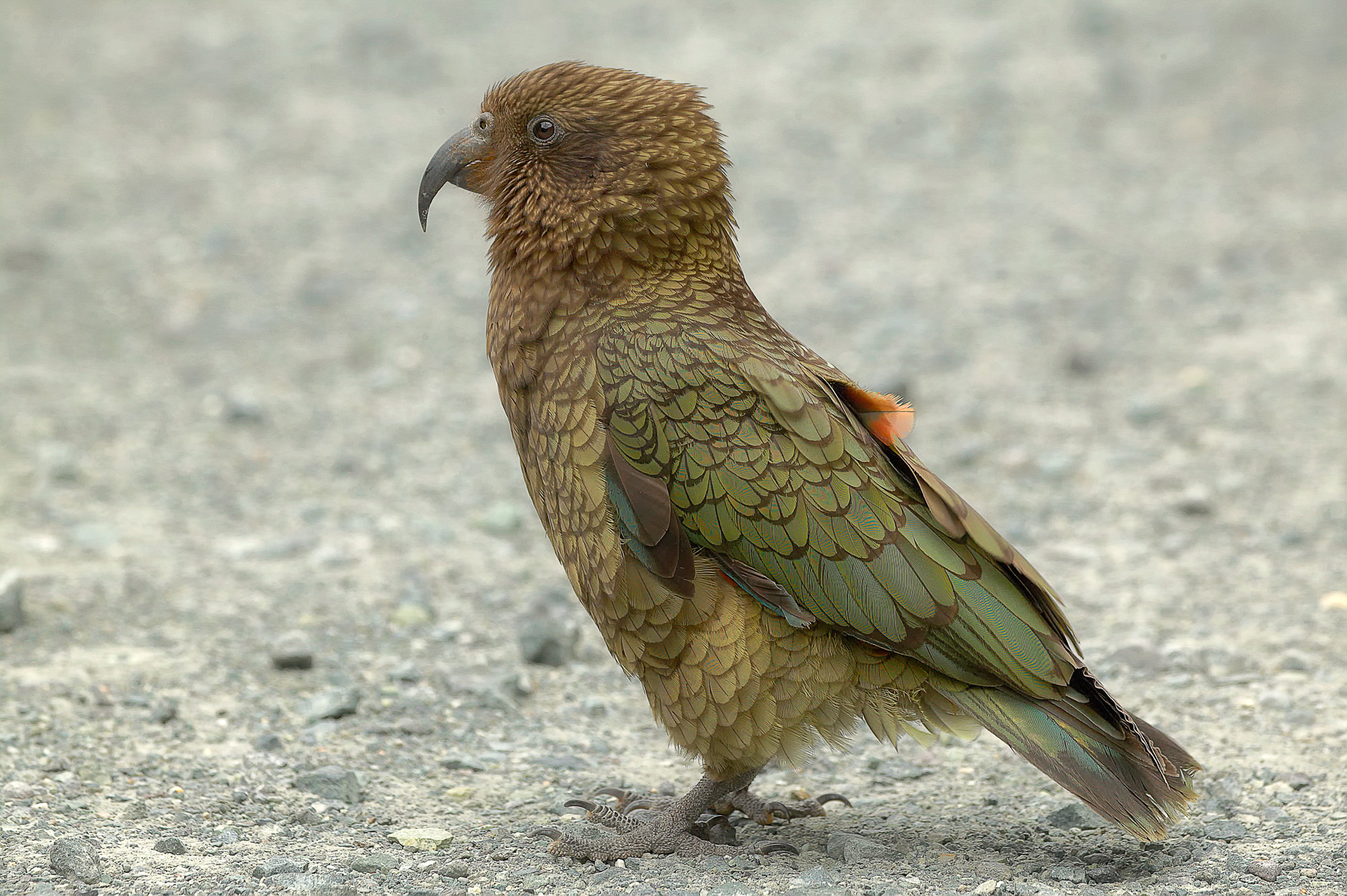 kea