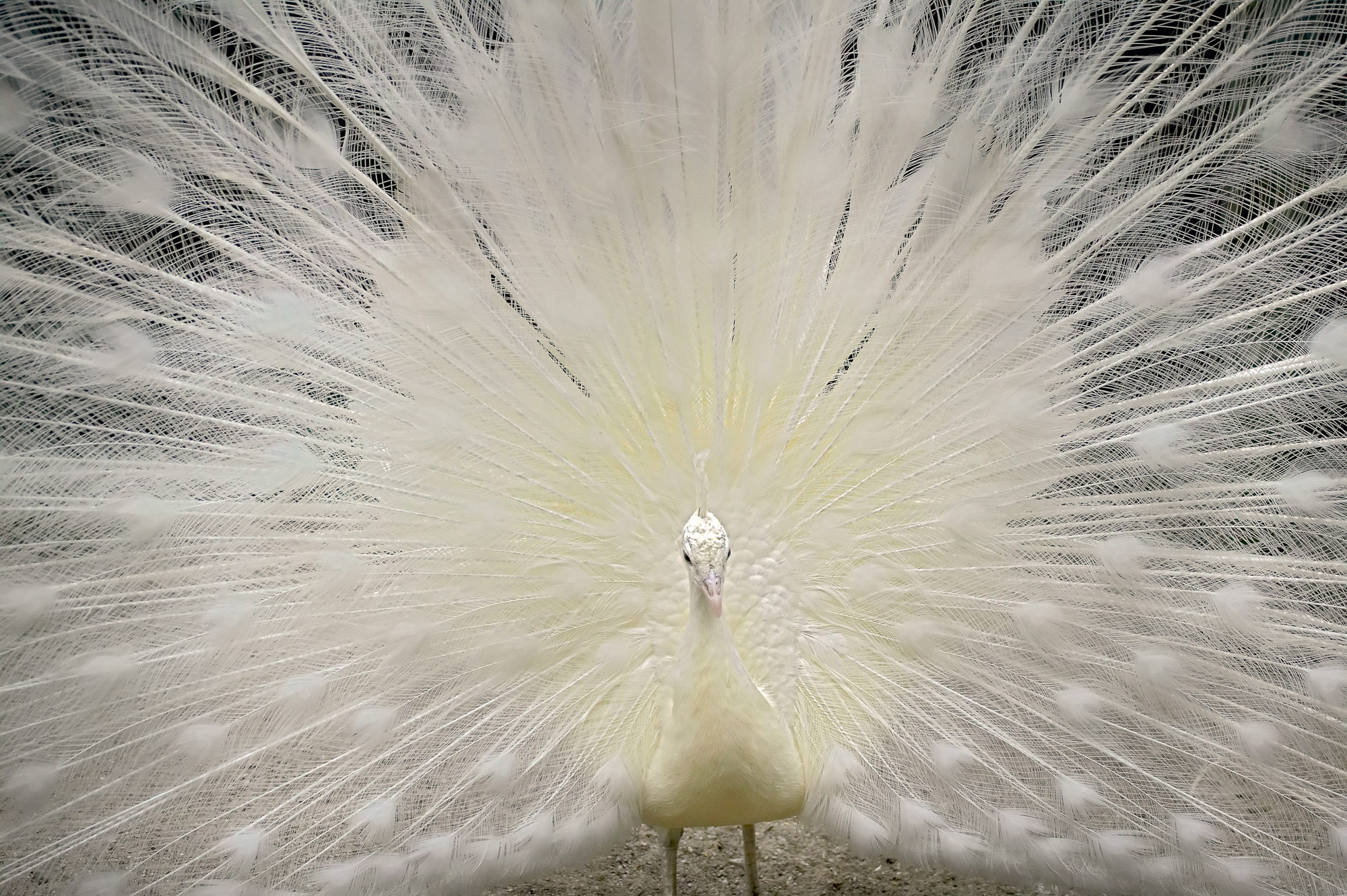 white peacock