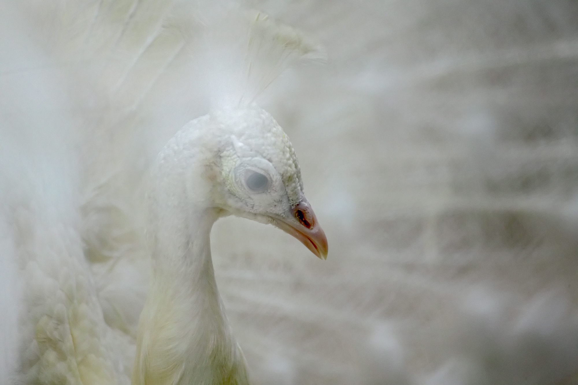 white peacock