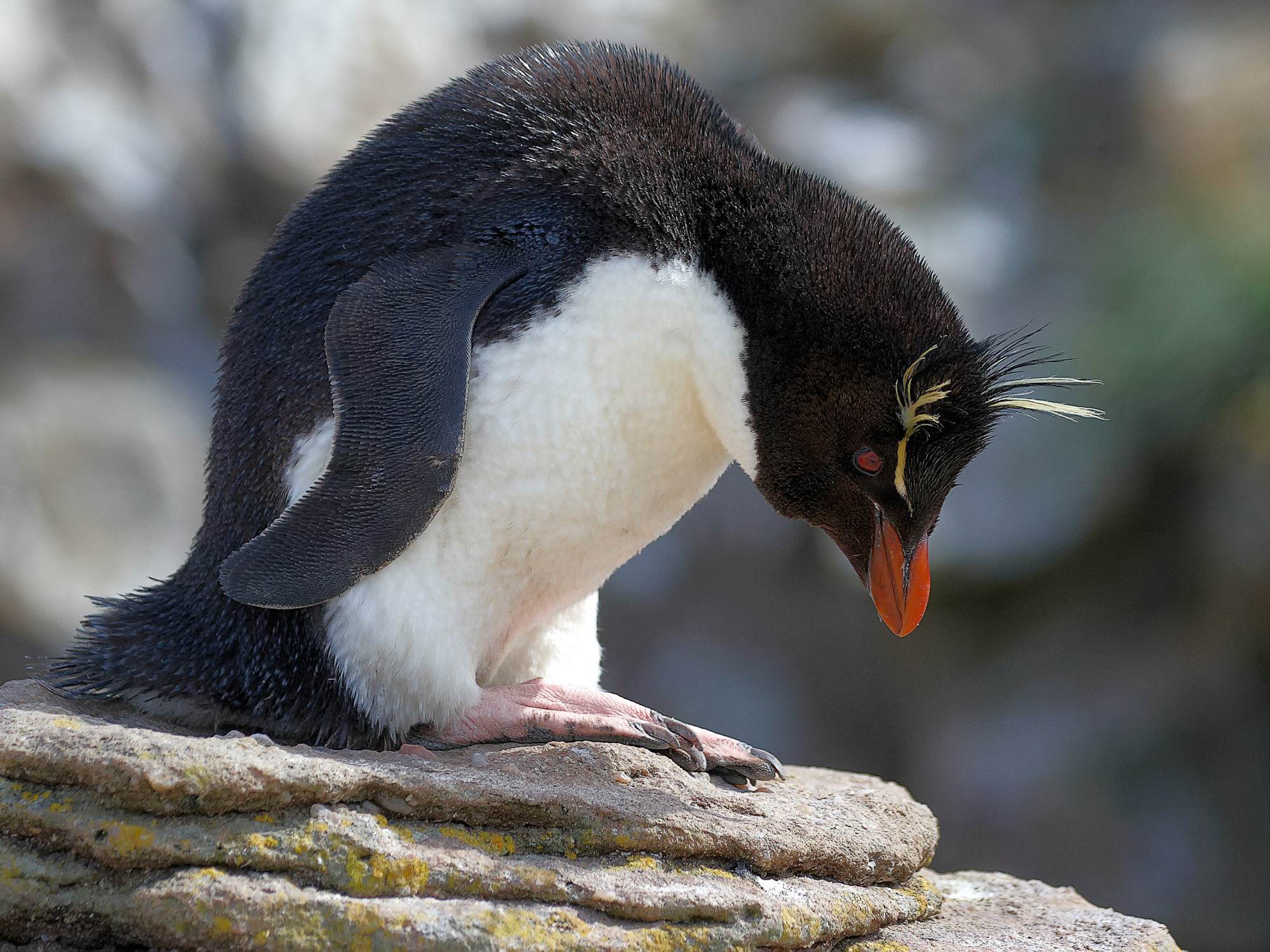 rockhopper penguin