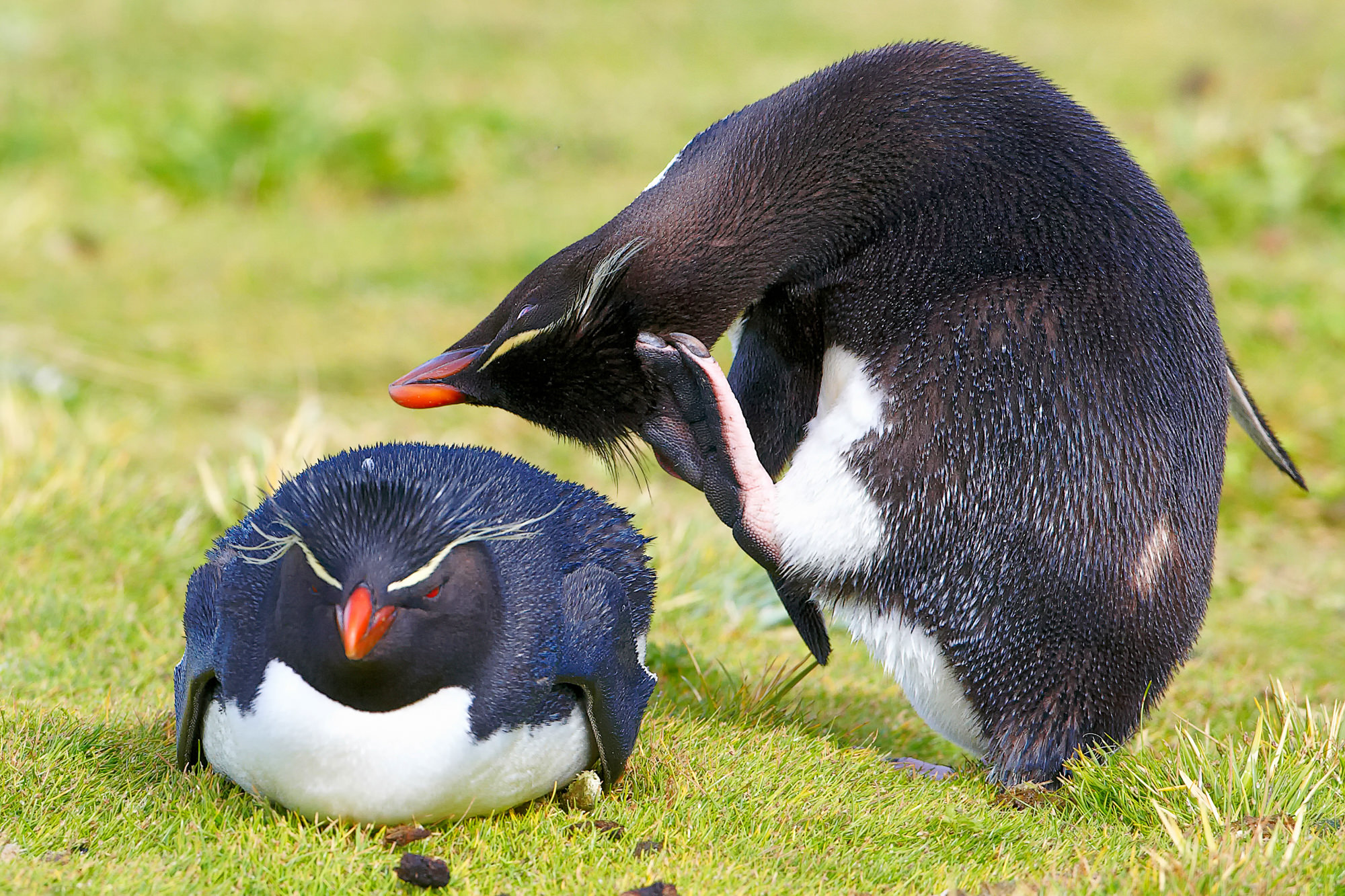 loved rockhopper penguins
