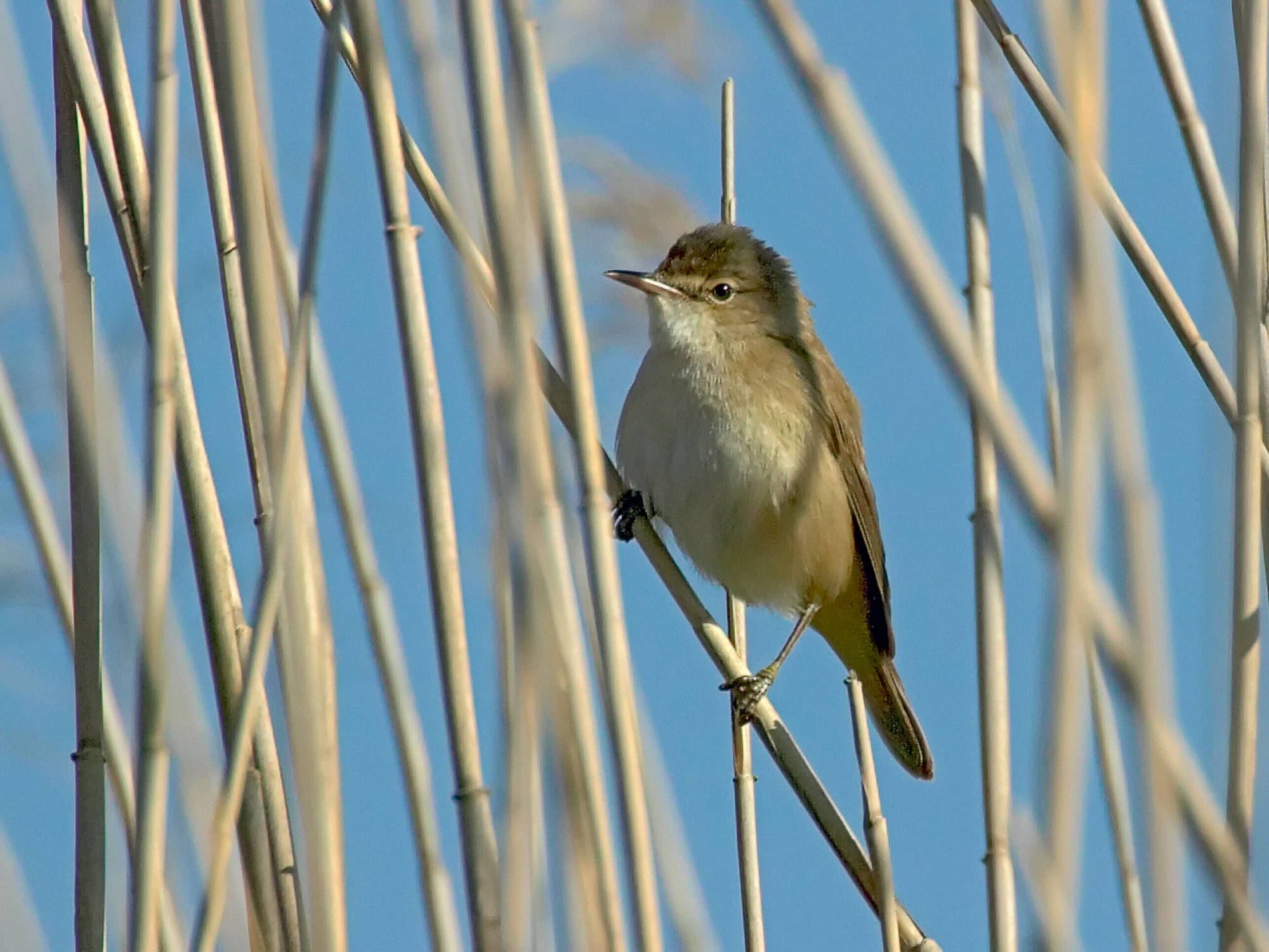 sedge warbler