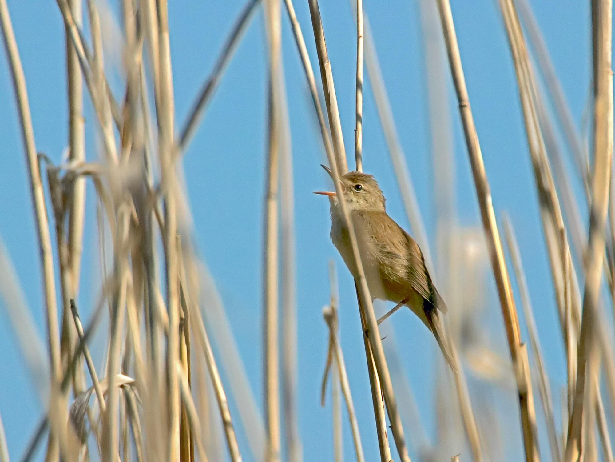 sedge warbler