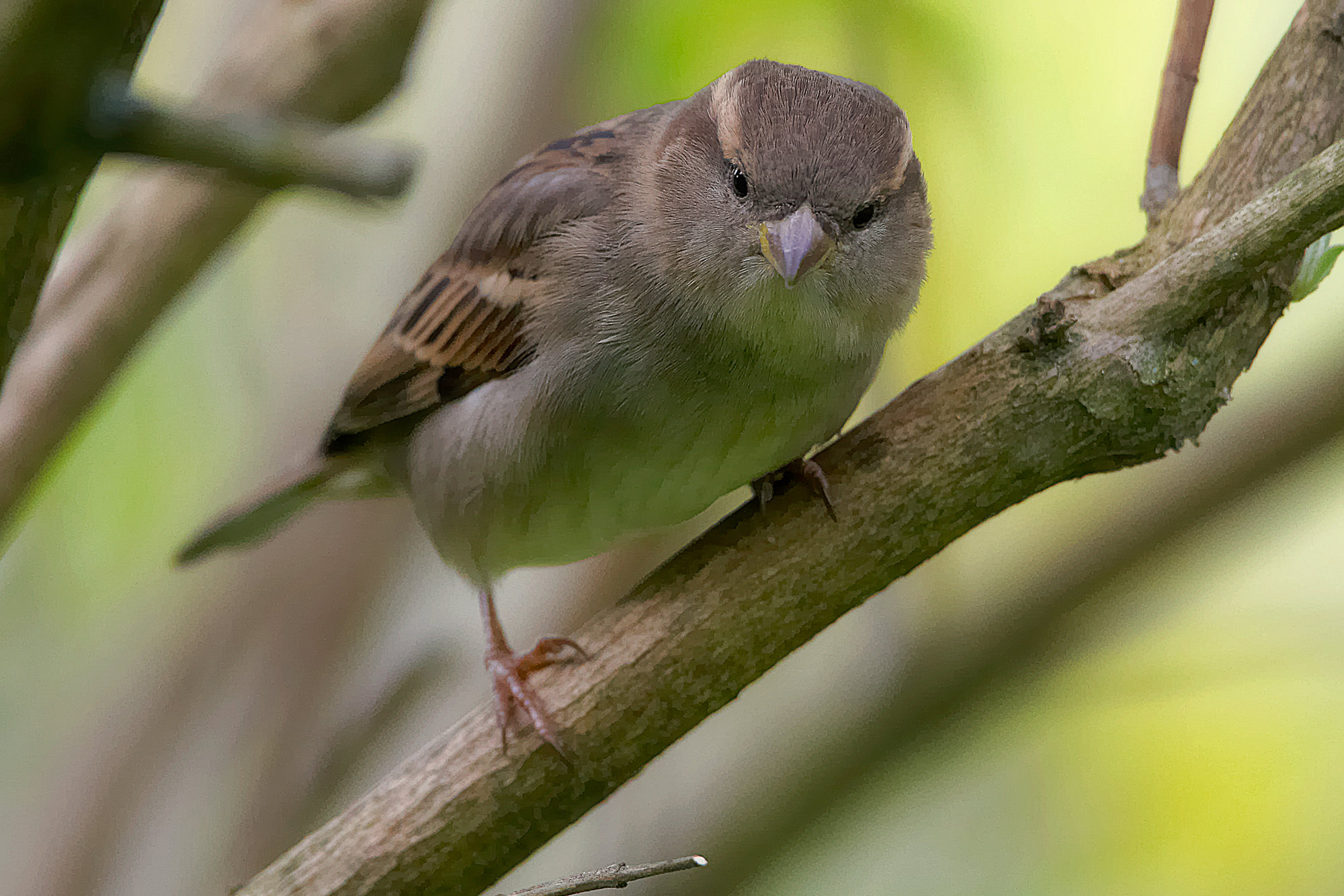 sparrow