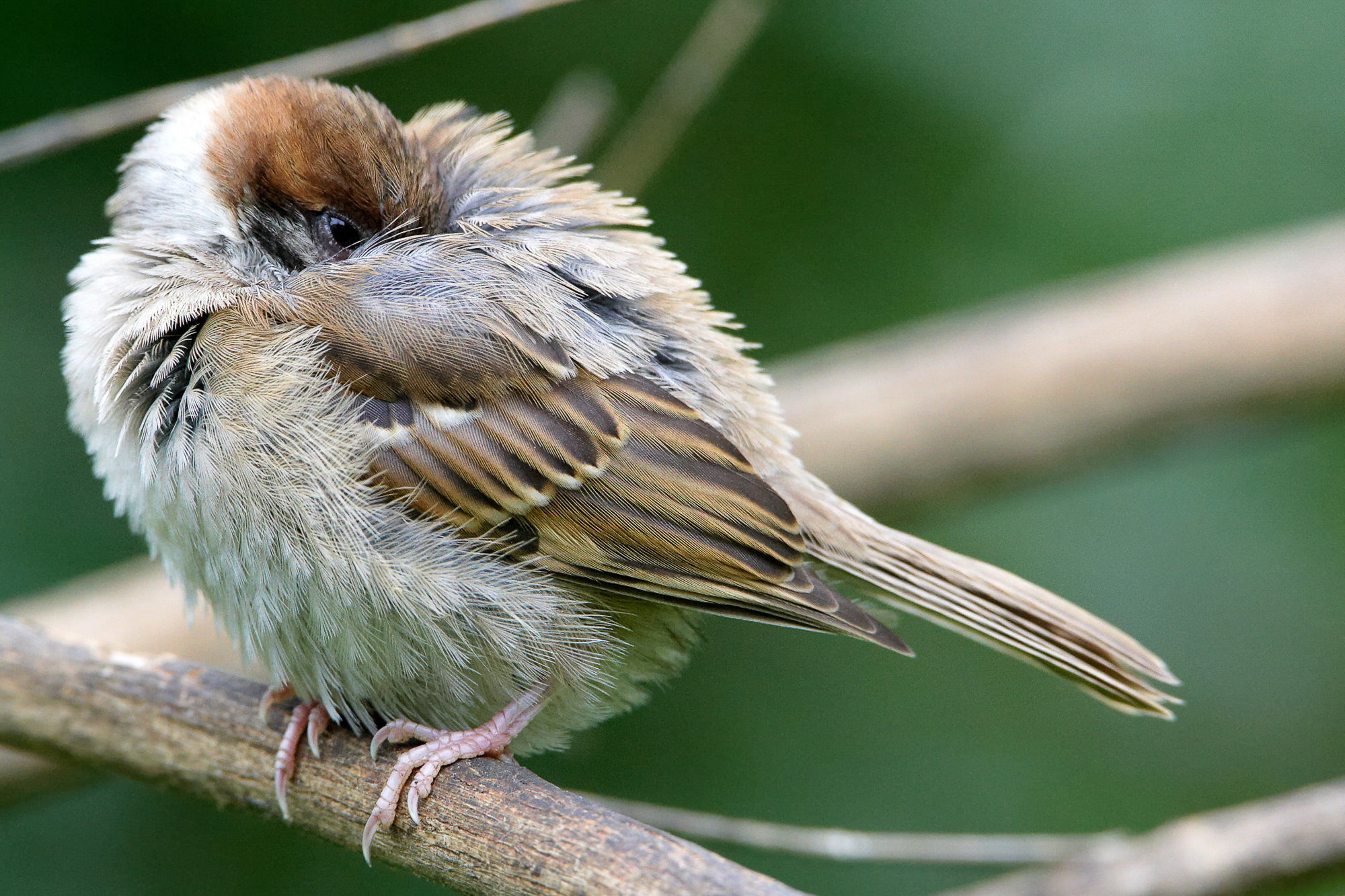 young sparrow