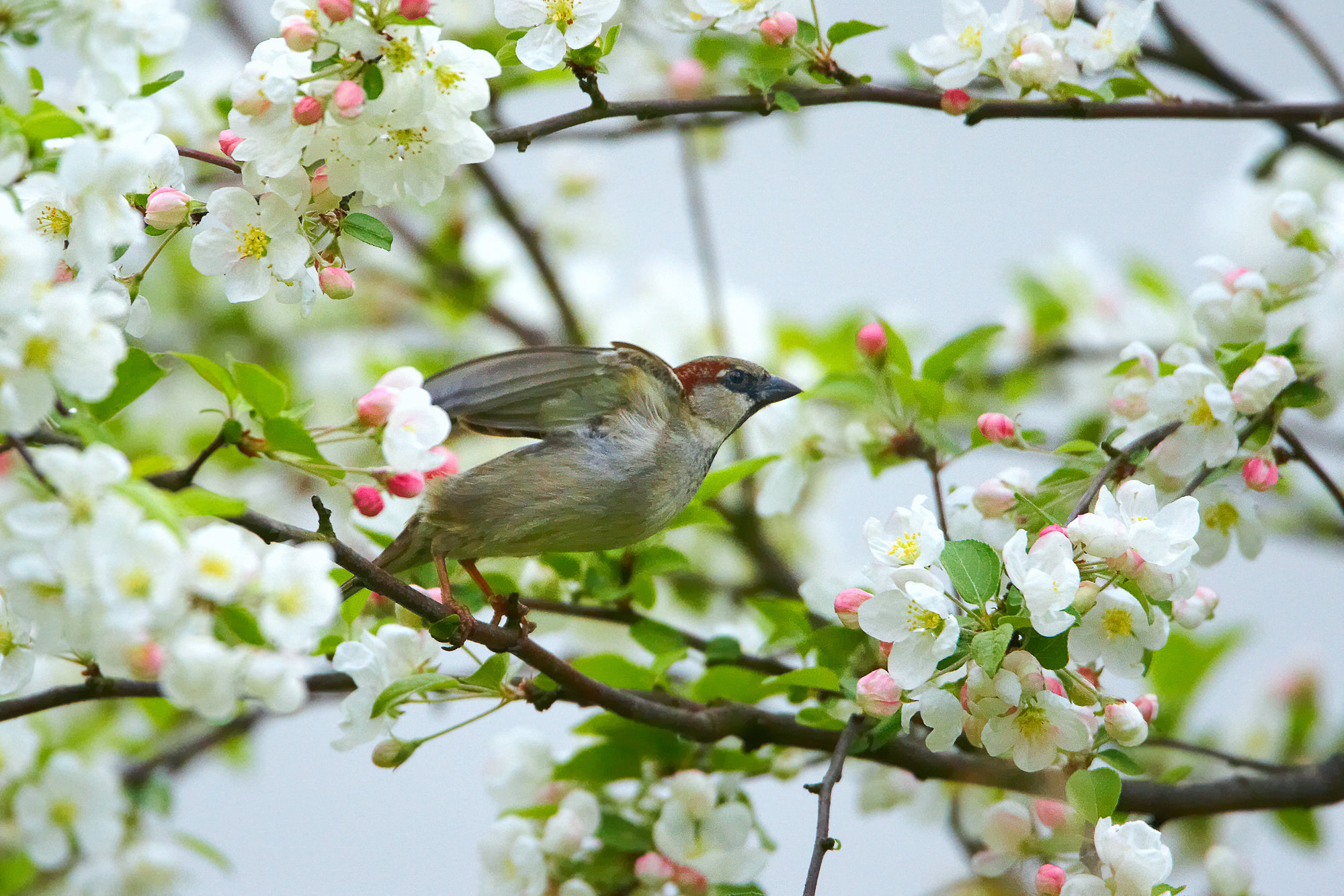 sparrow