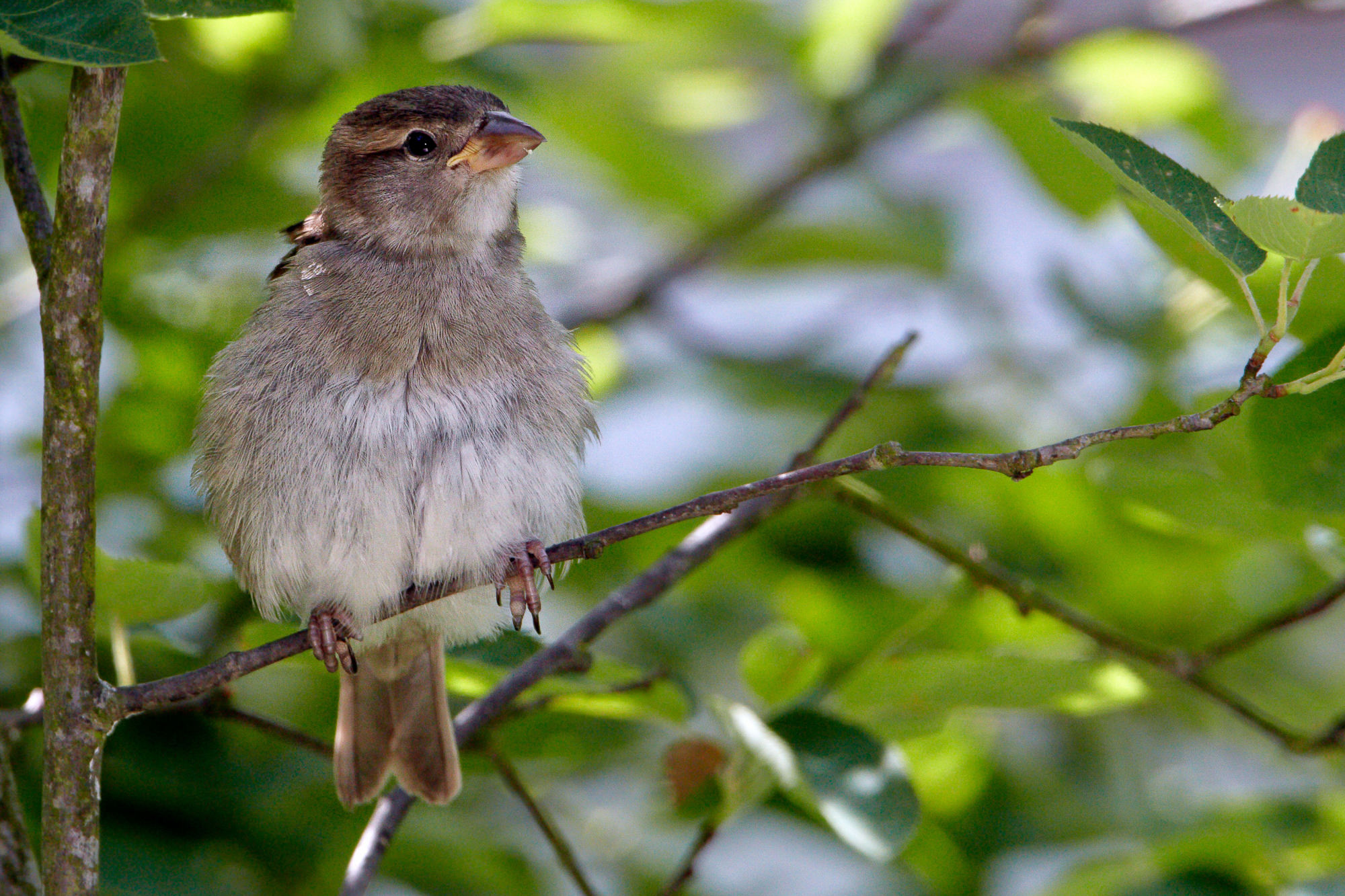 sparrow