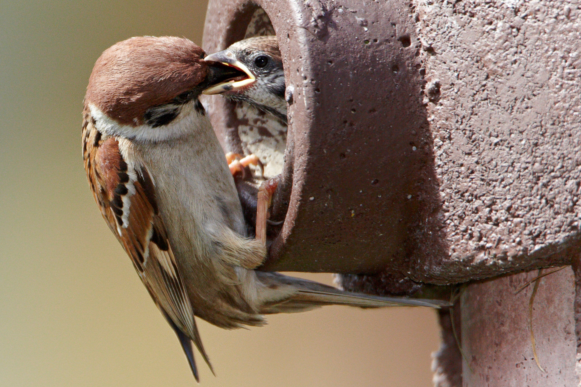 sparrow