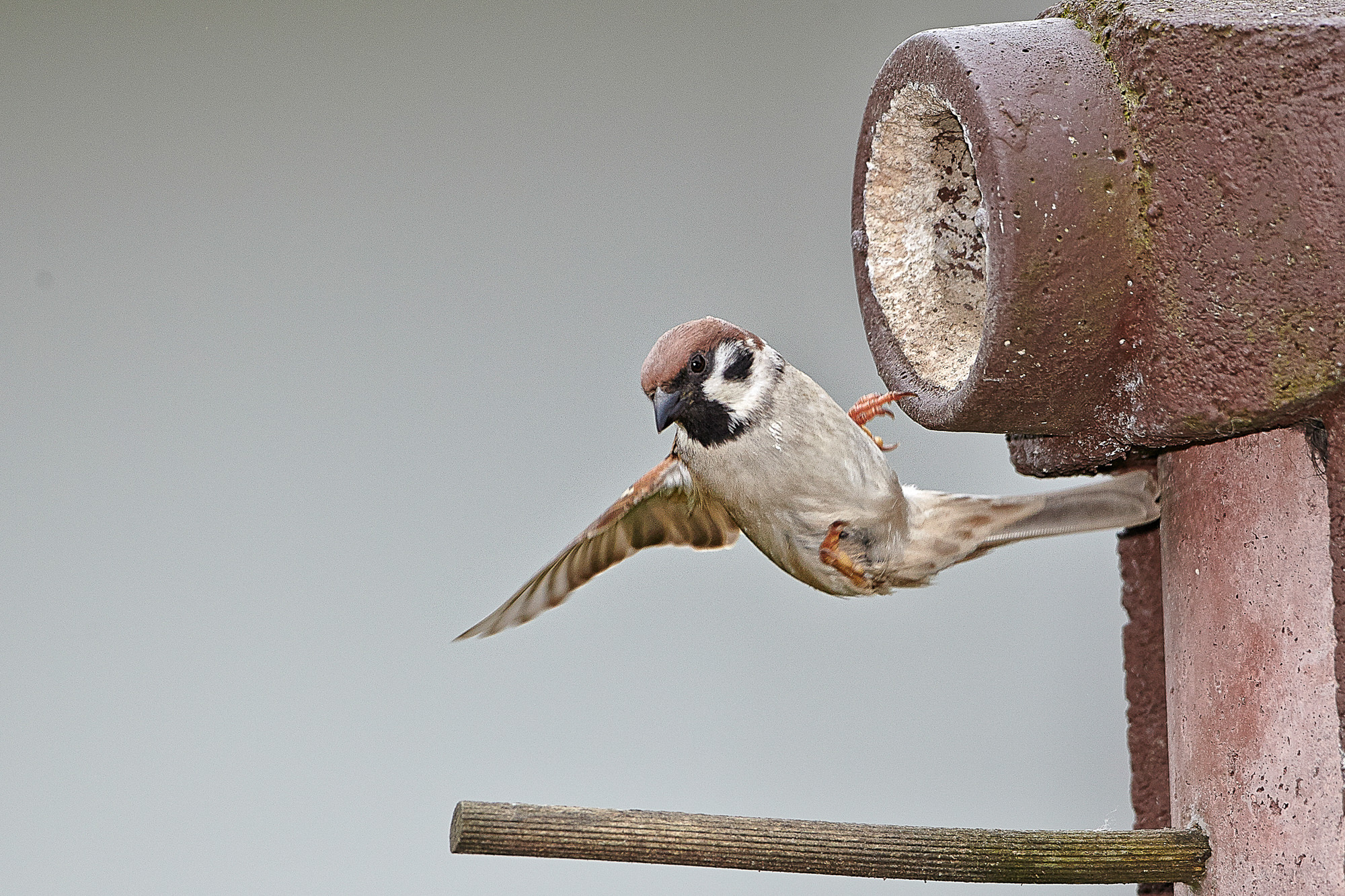 sparrow