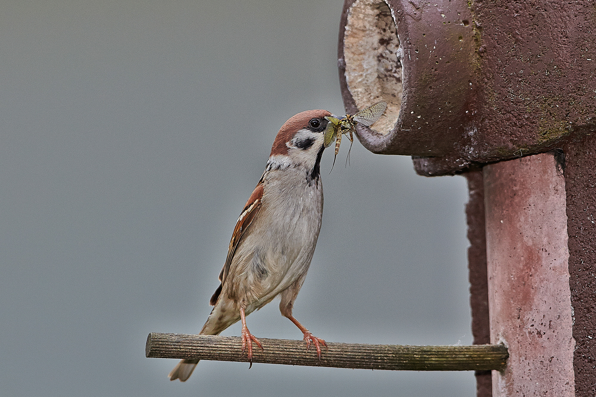 sparrow