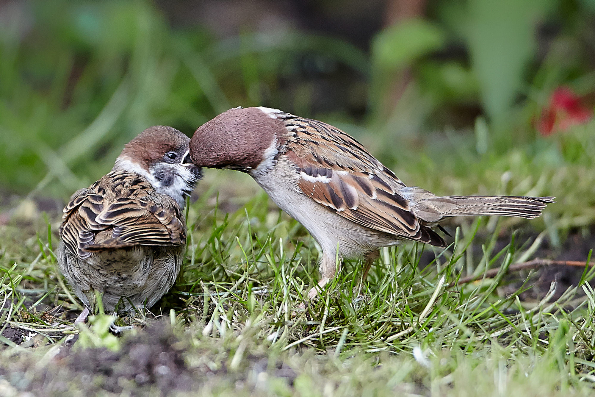 sparrow