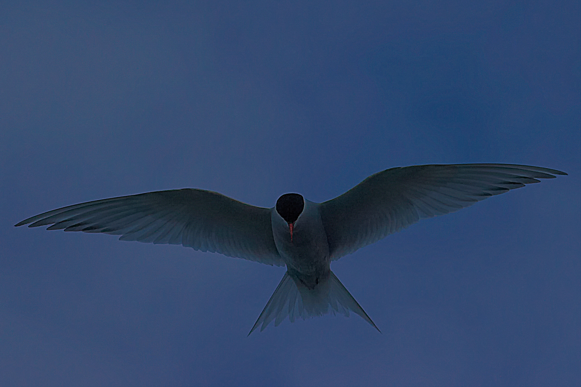 antarctic tern