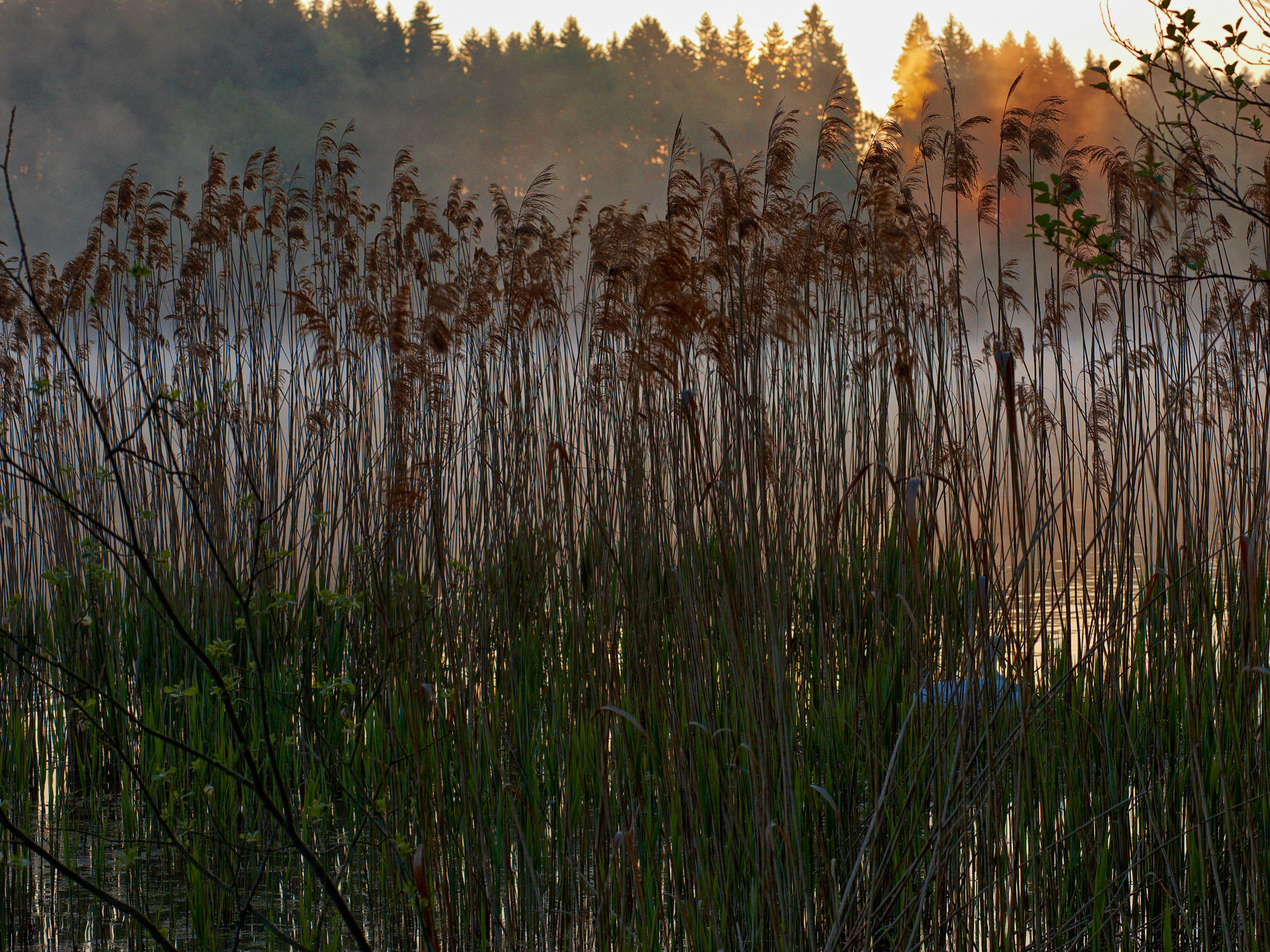 swan nest in thte reeds