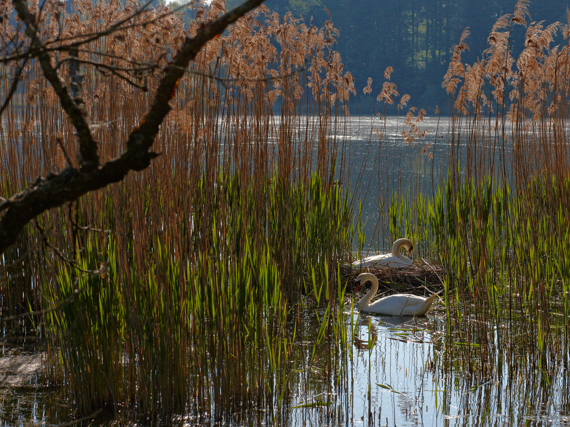 swan nest in thte reeds