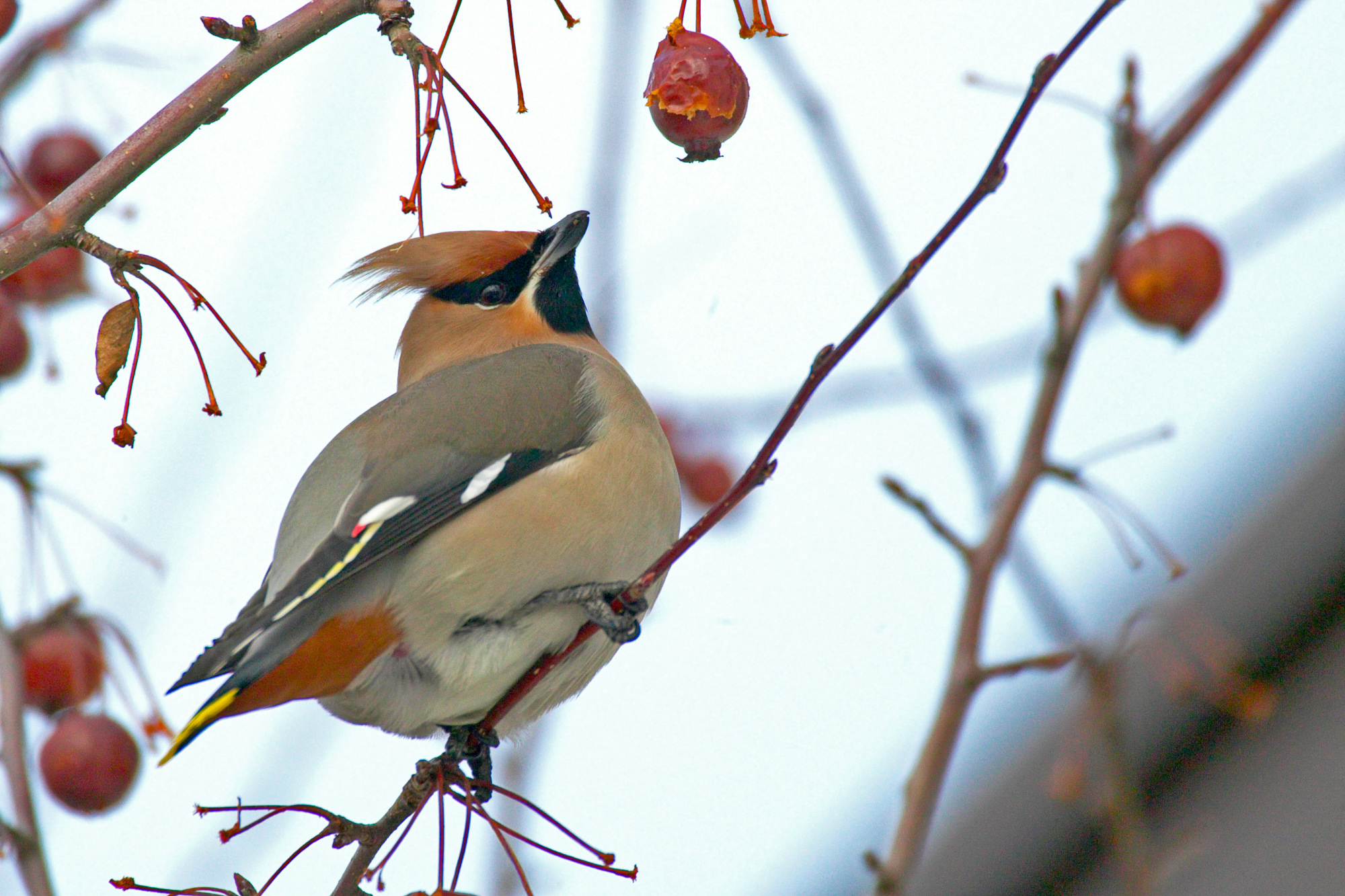 waxwing