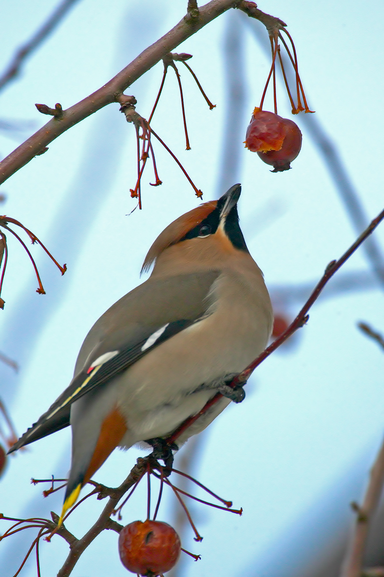 waxwing