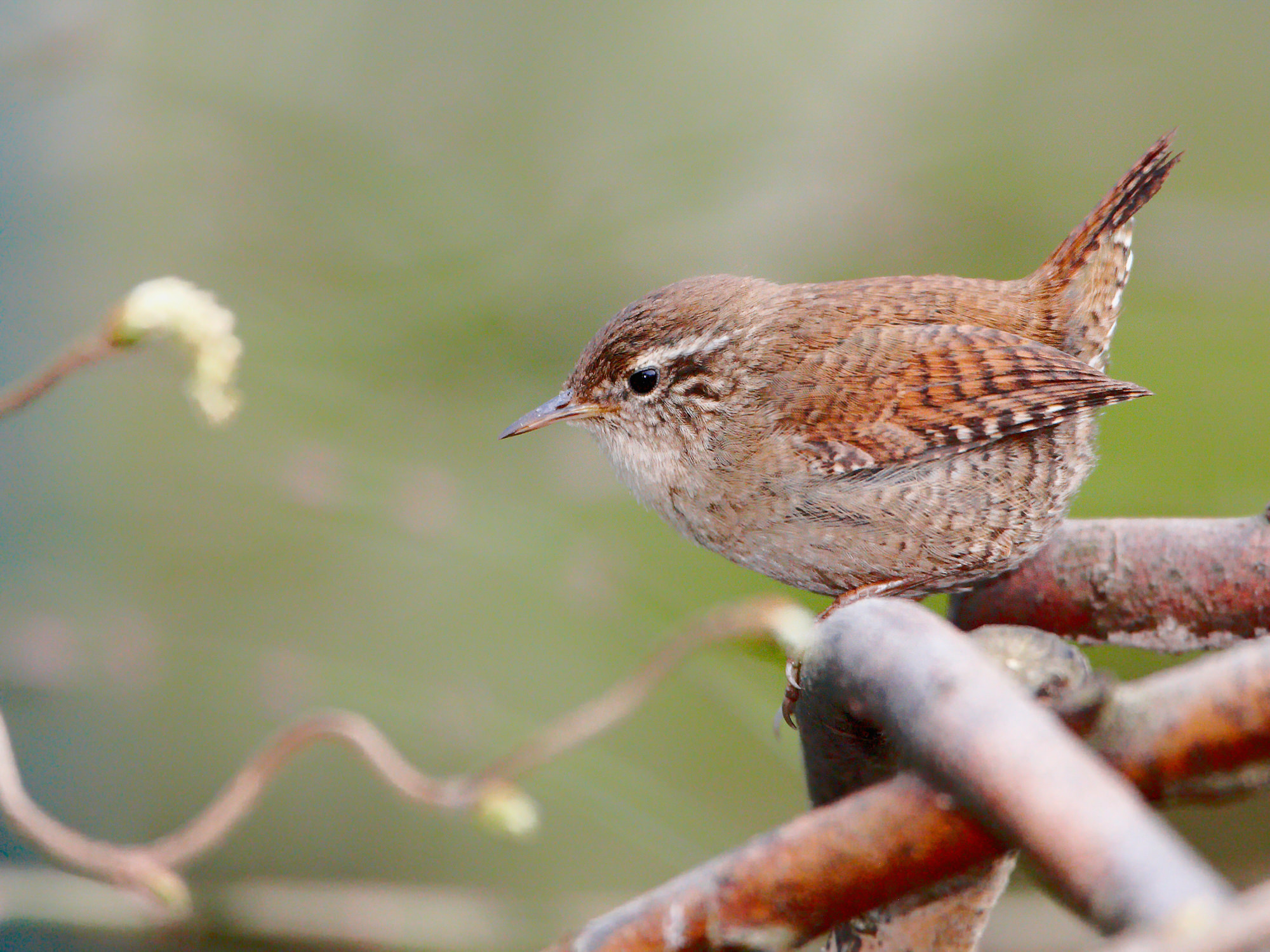 wren