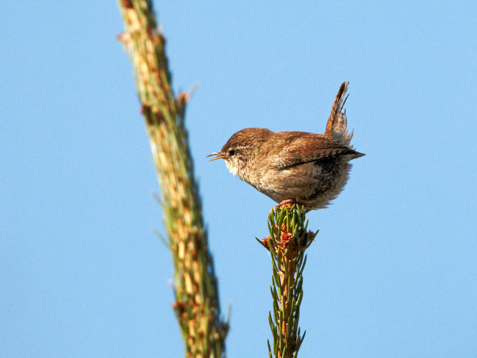 wren