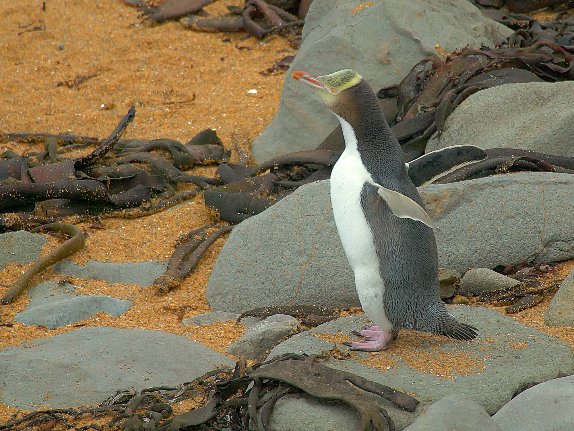 yellow-eyed penguin, New Zealand
