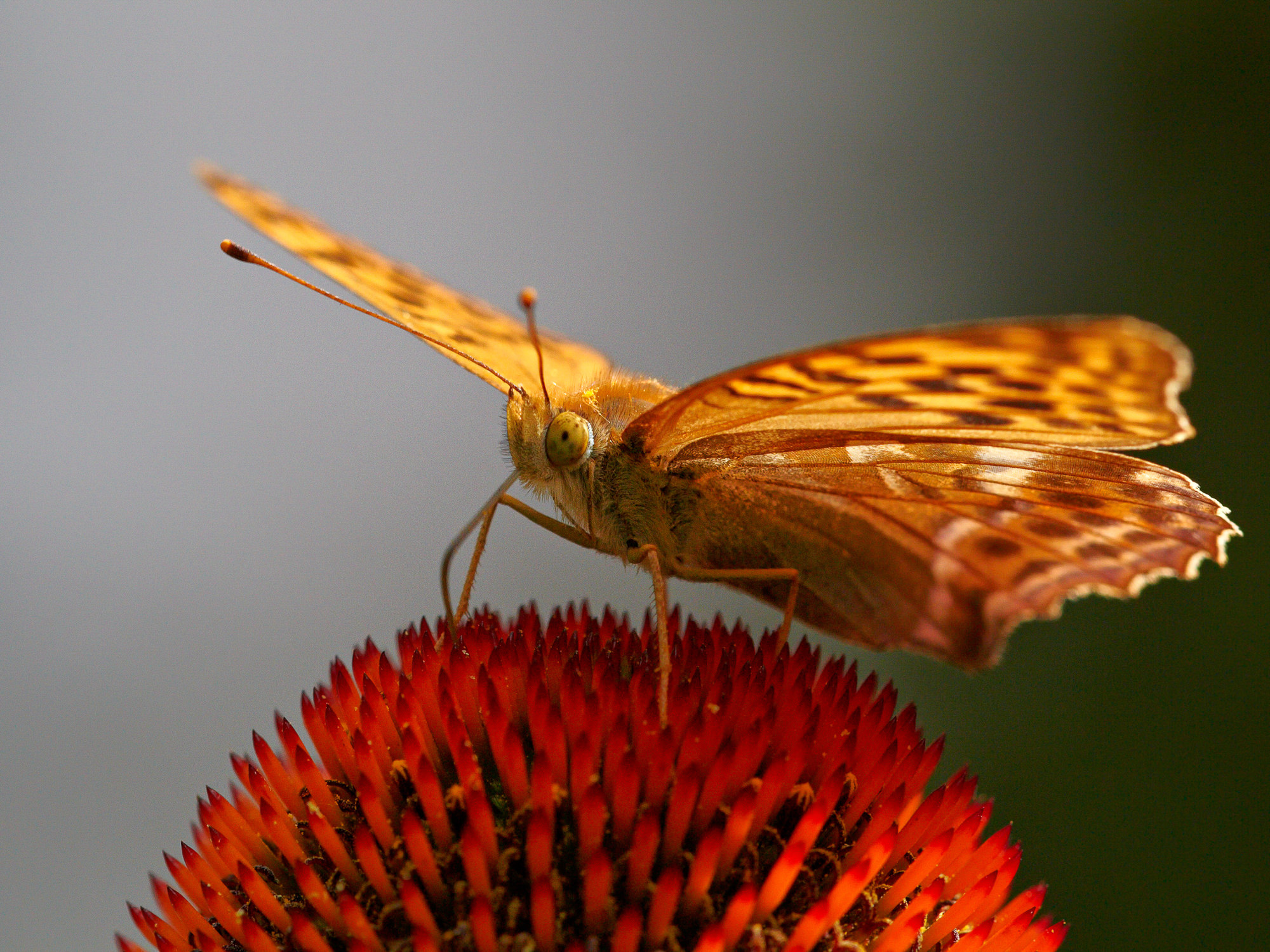 Silver-washed fritillary