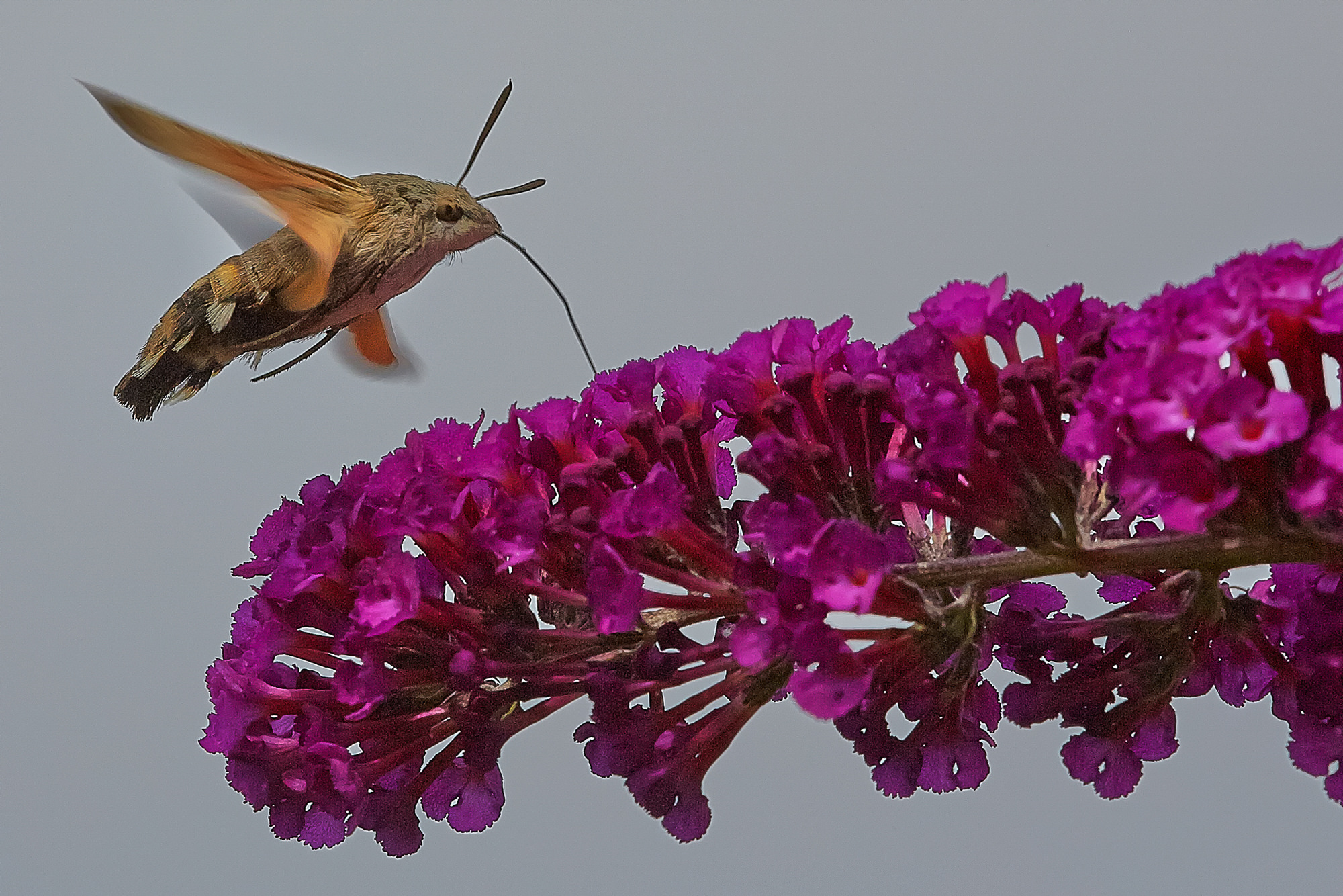 Hummingbird hawkmoth