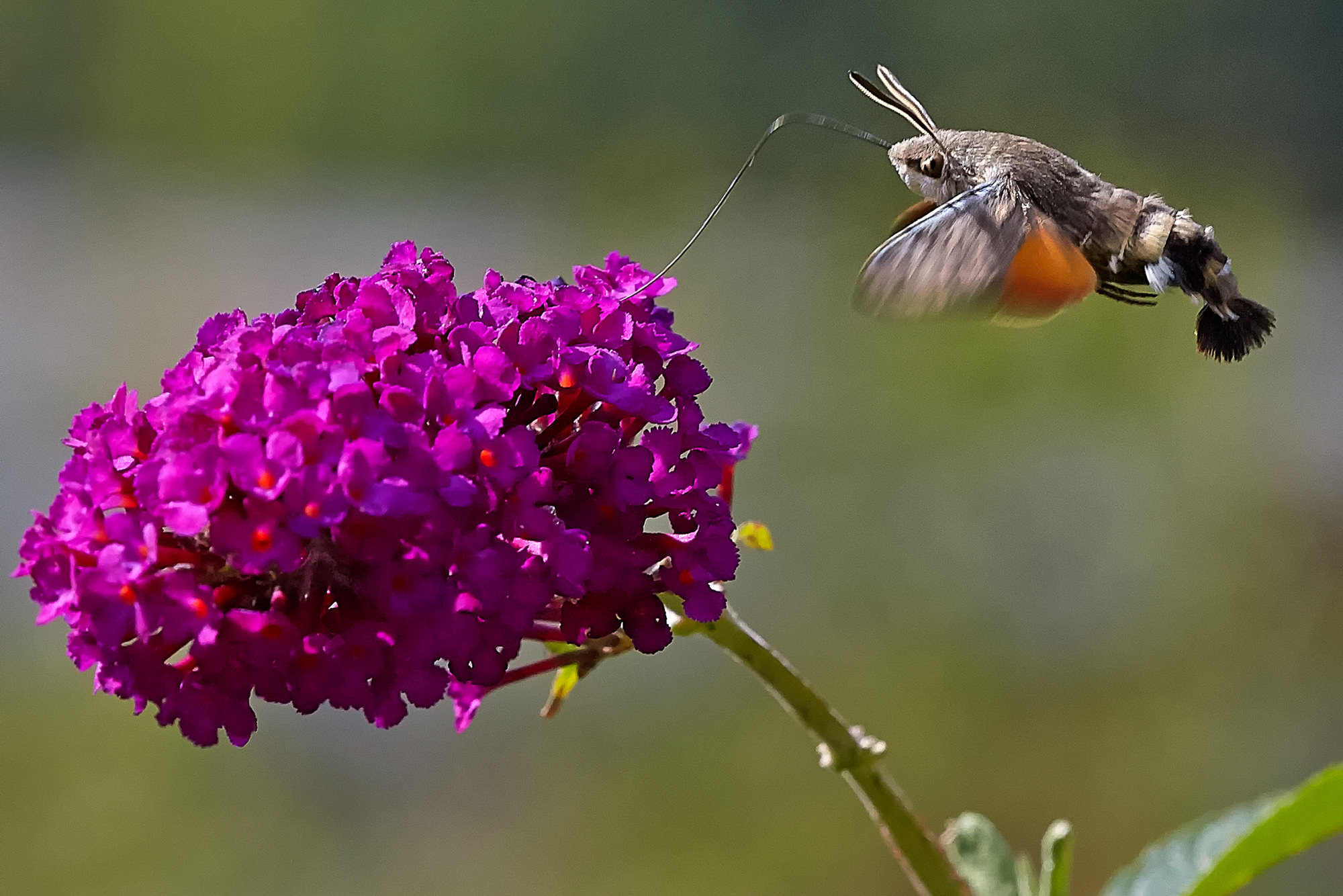 Hummingbird hawkmoth