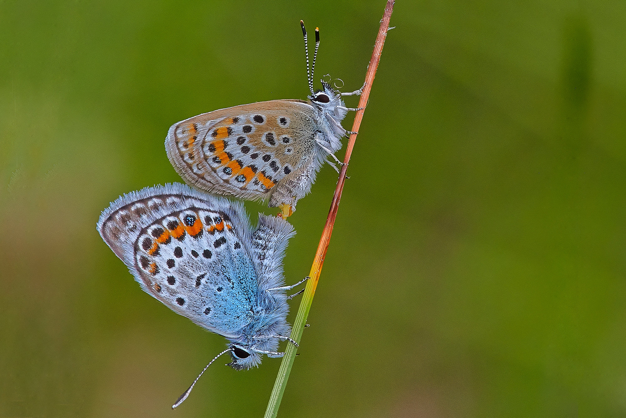 Blueling during sexual intercourse