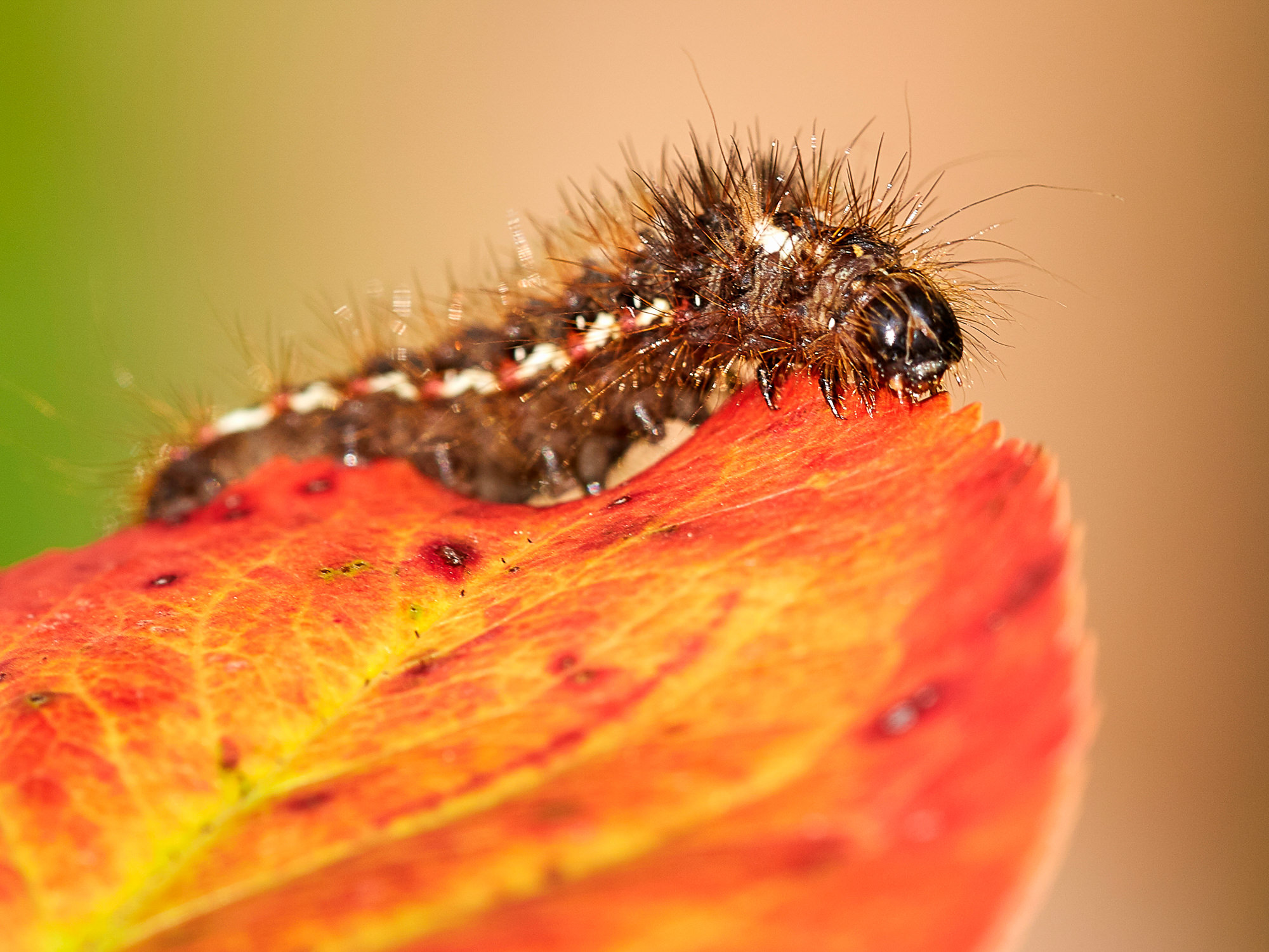Knot grass - caterpillar