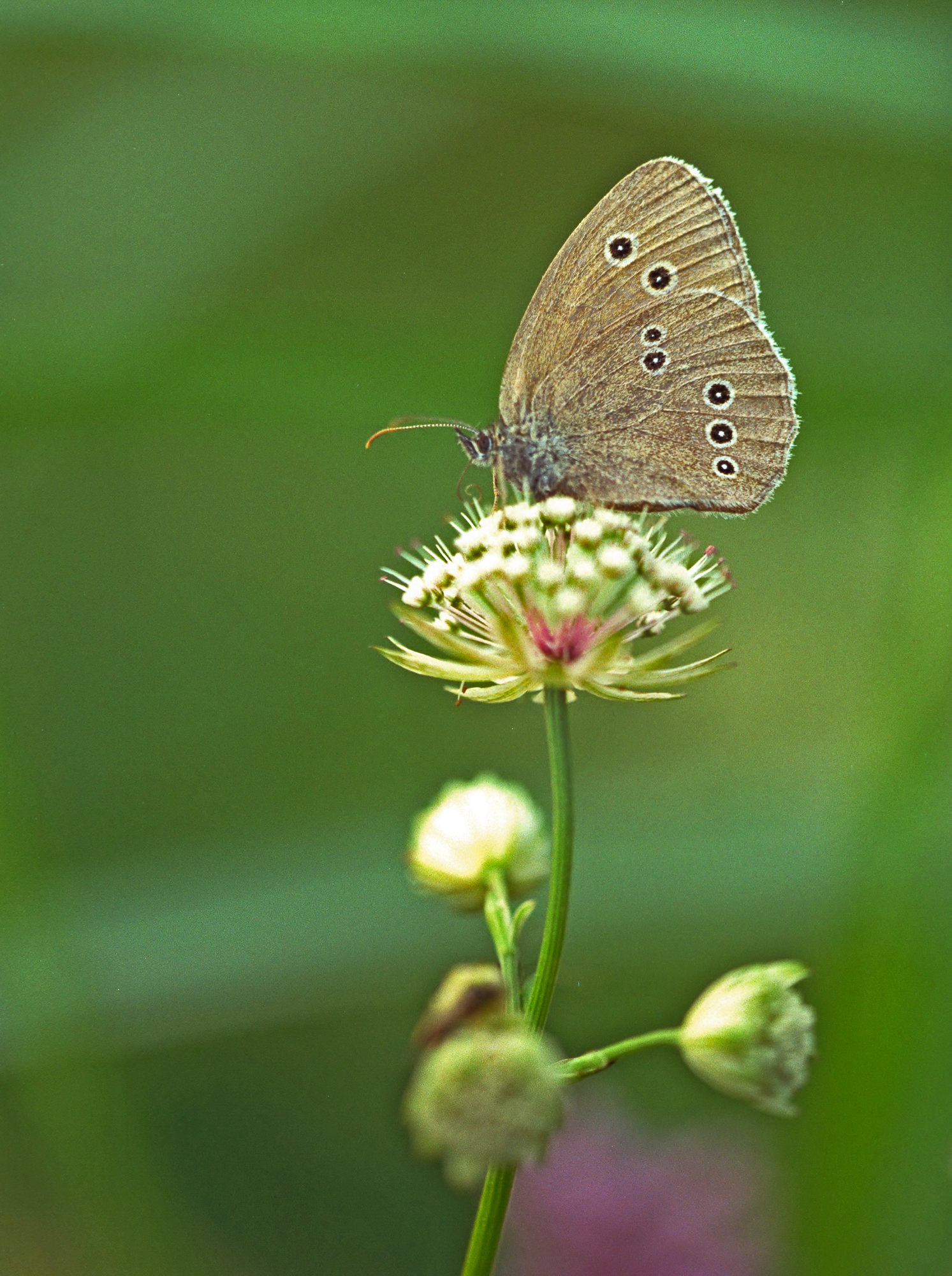 Ringlet (butterfly)