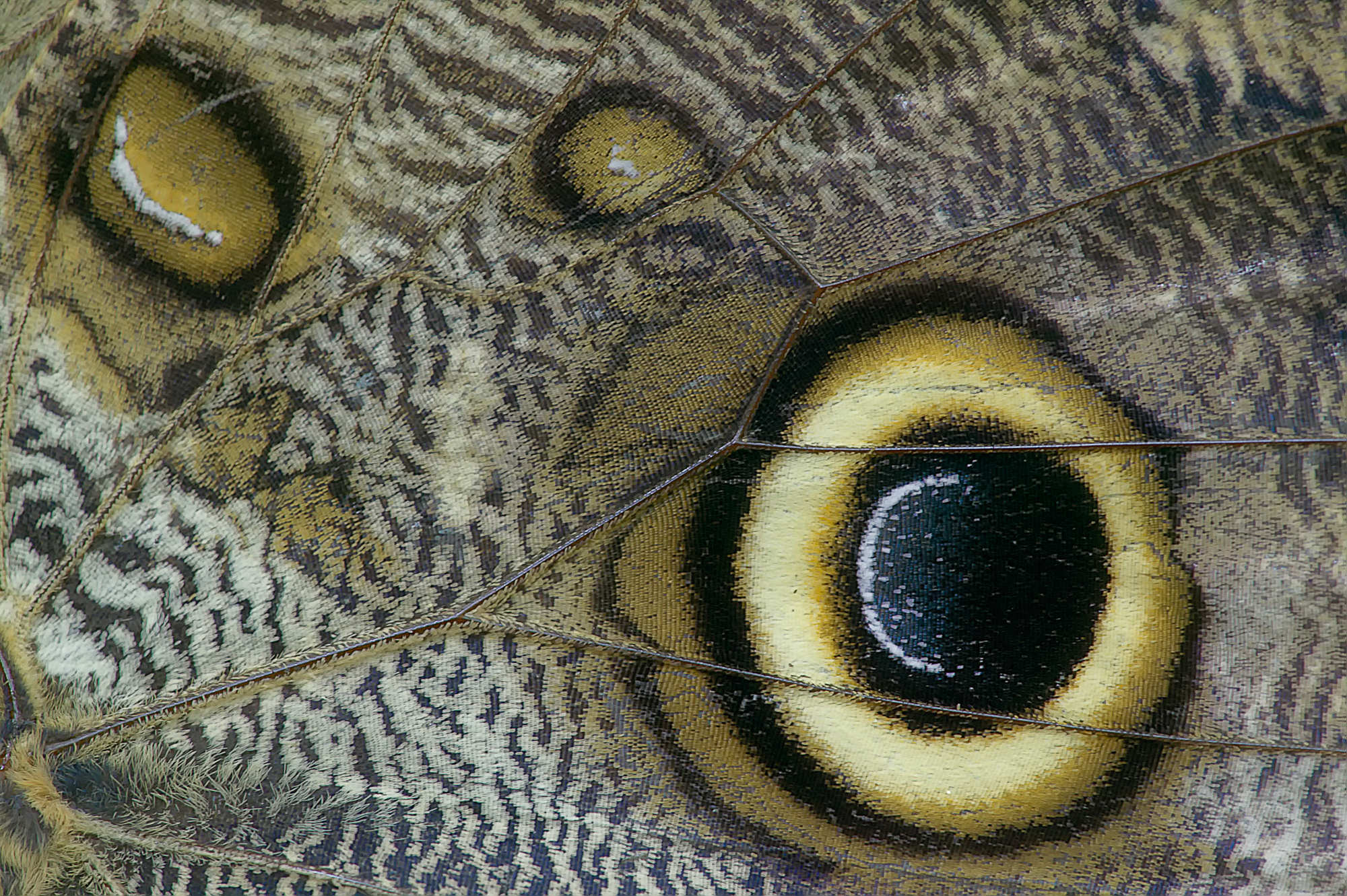 Banana butterfly (Caligo eurilochus)