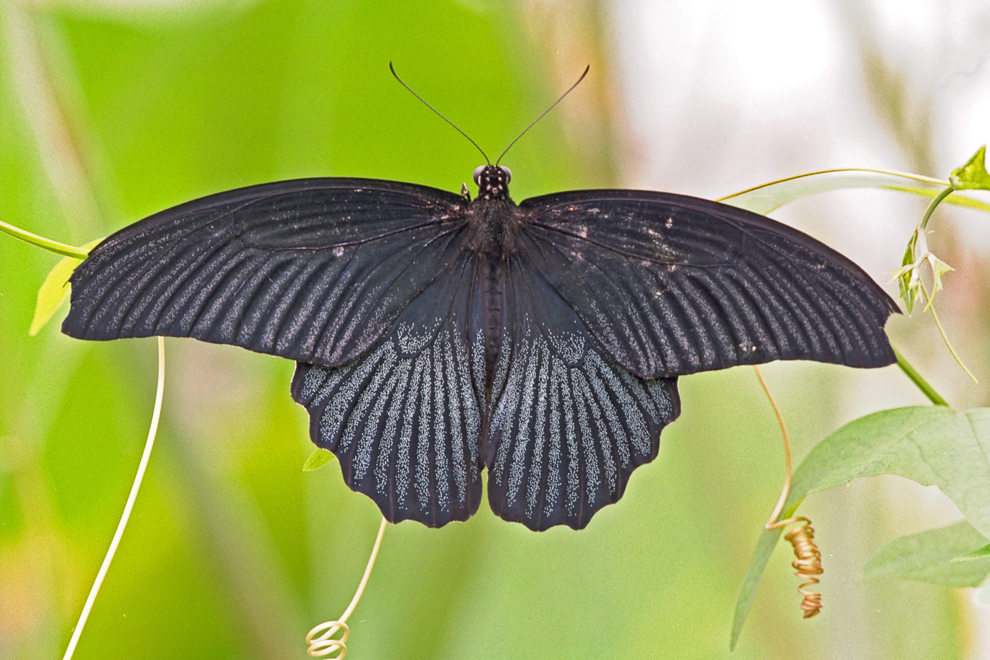 Swallowtail / Papilio machaon