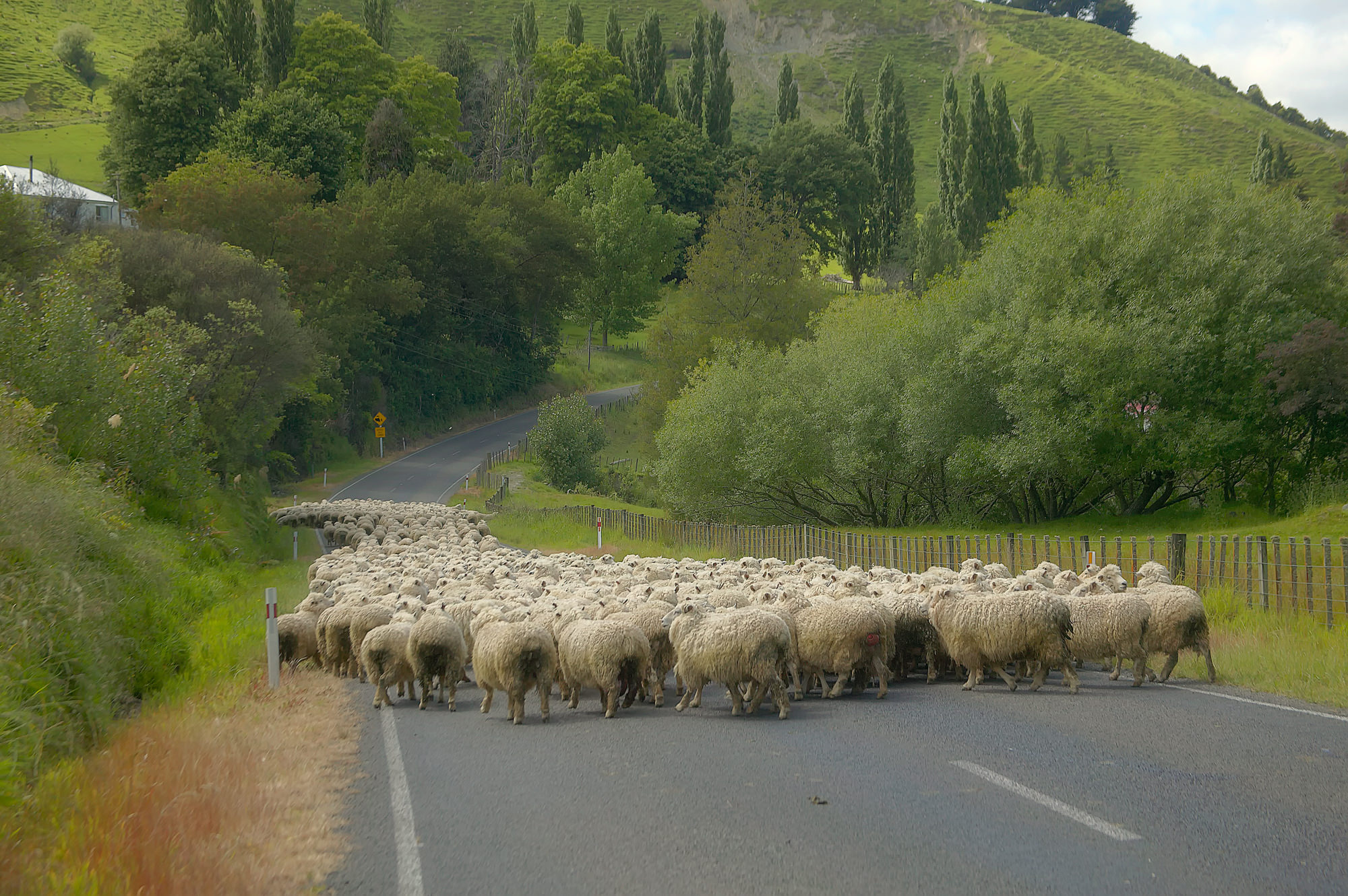 Typical street scene in New Zealand