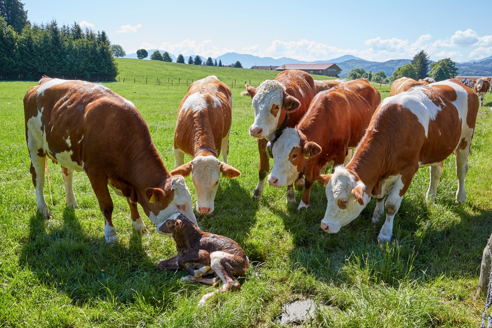 The newborn calf is admired by its relatives