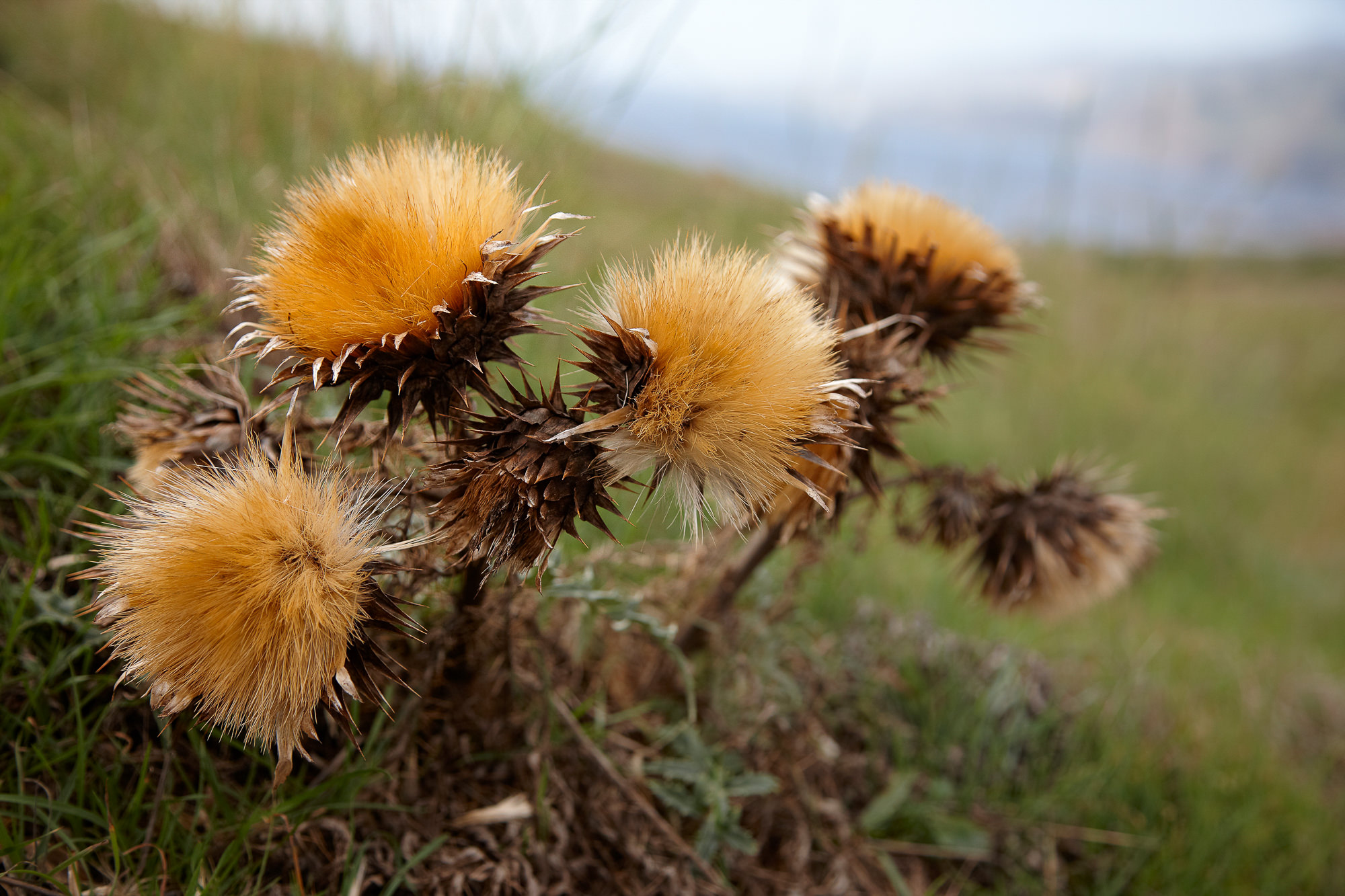 Thistle in Madeira