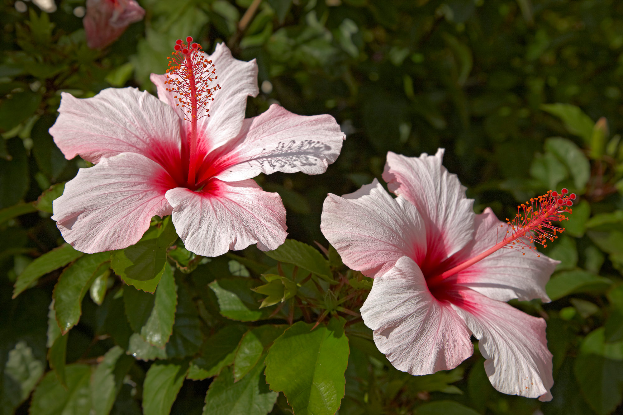 Hibiscus flower