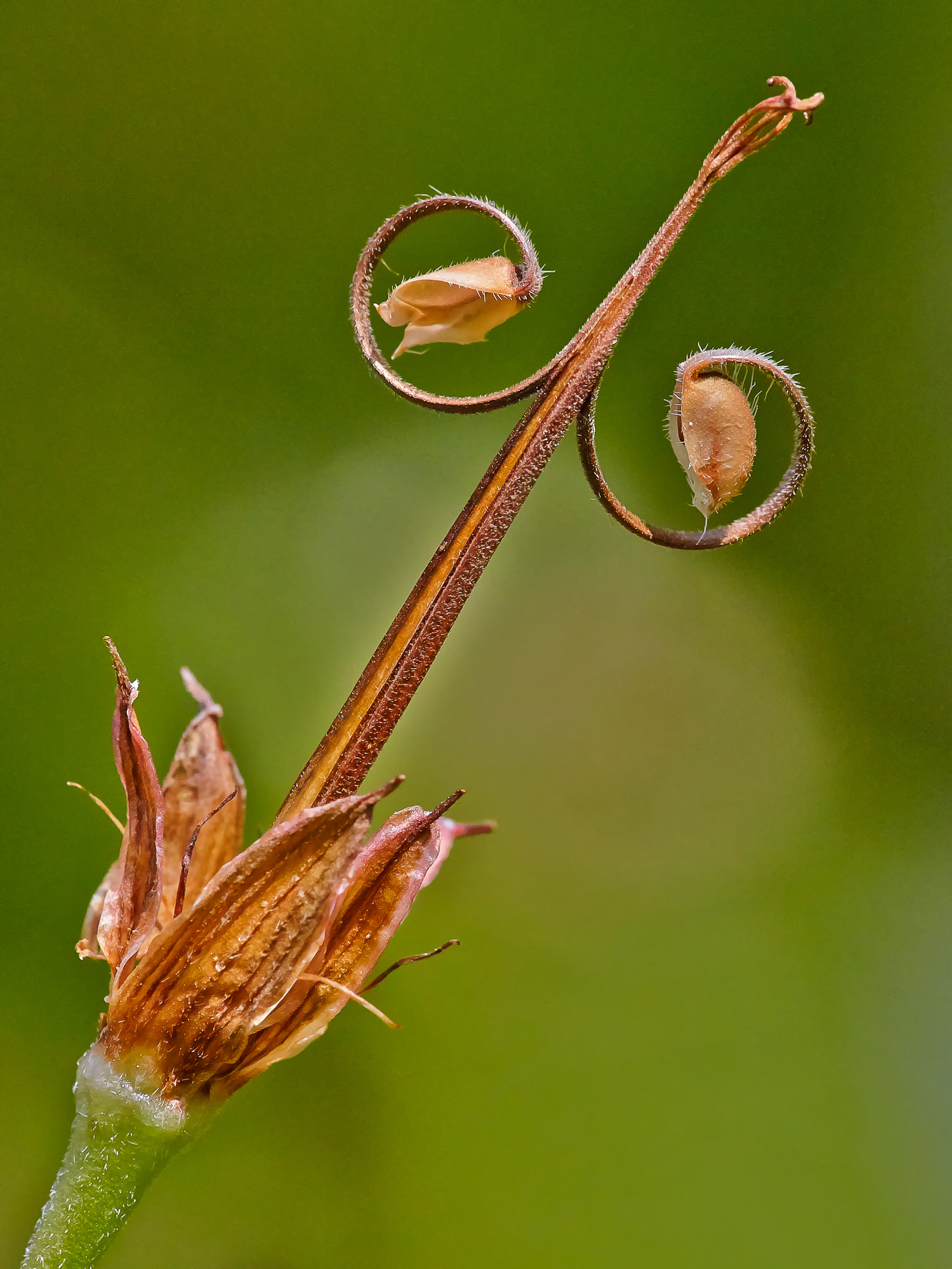 Fruit stand of a cranesbill