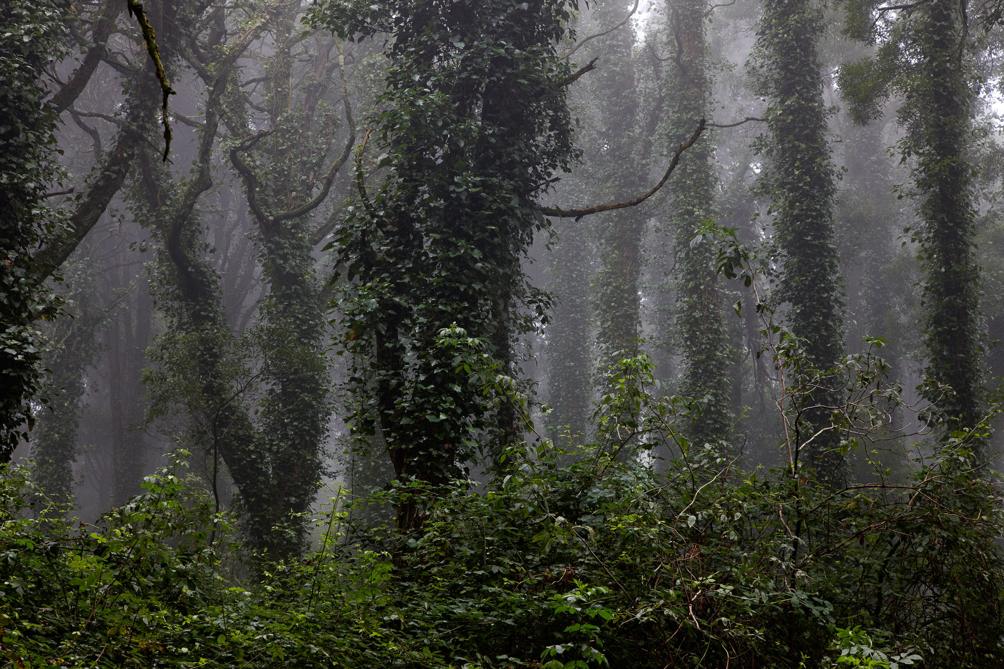 spooky forest at Sintra, Portugal