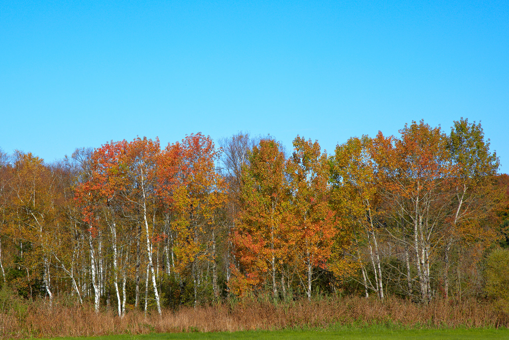 Birches in autumn, Upper Bavaria