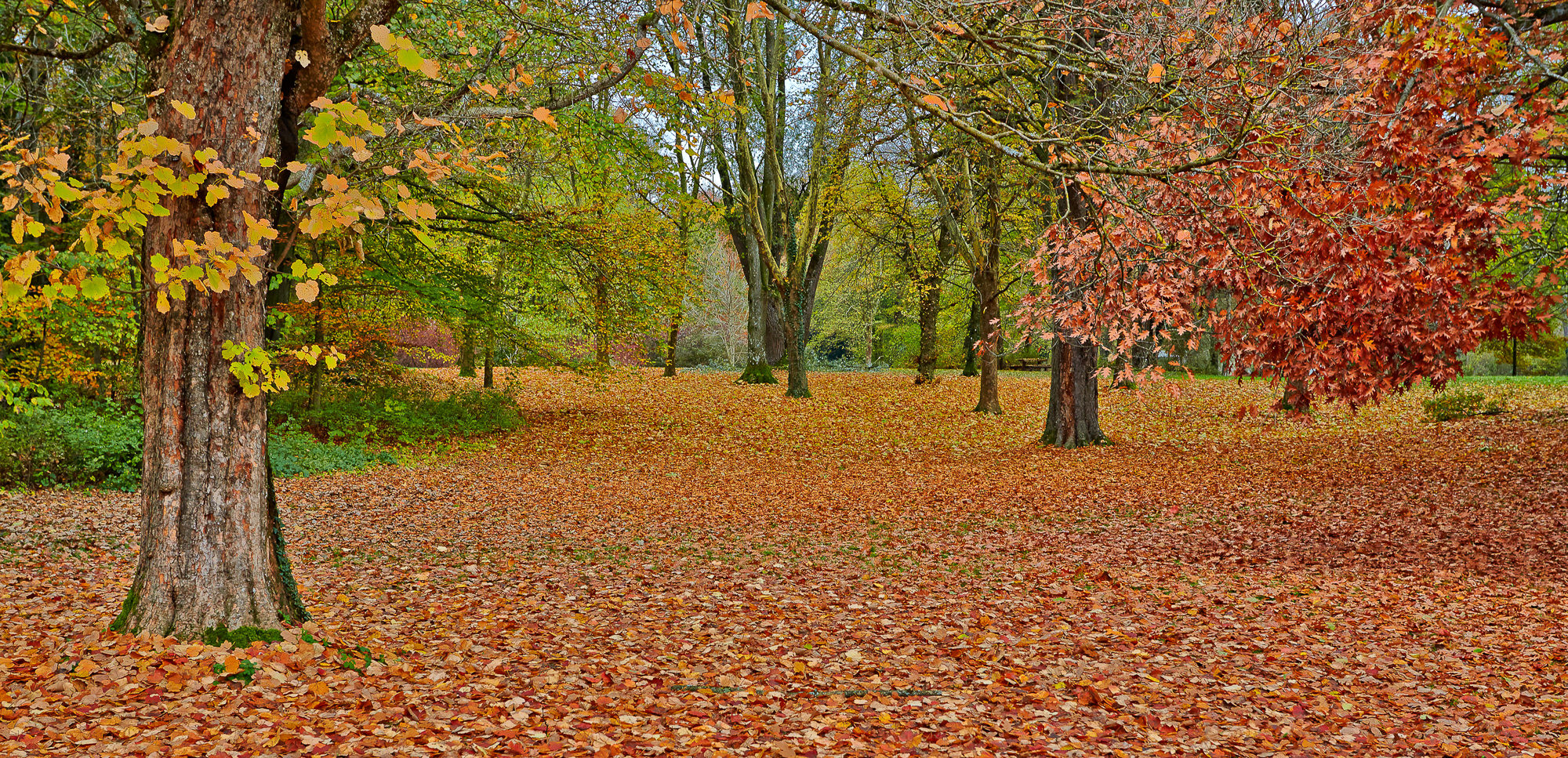 Beech trees in autumn, Upper Bavaria