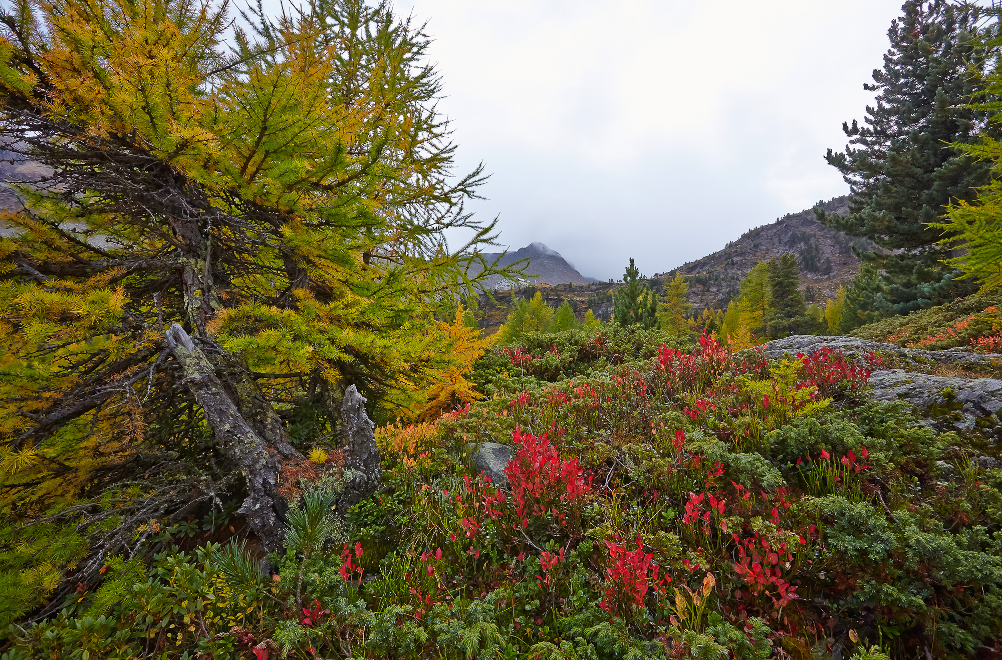Alpine roses, South Tyrol