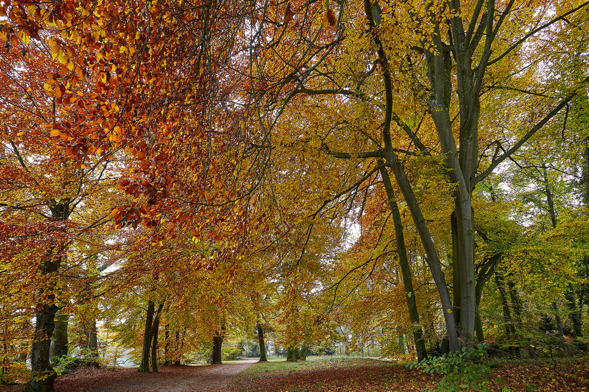 Beech trees in autumn