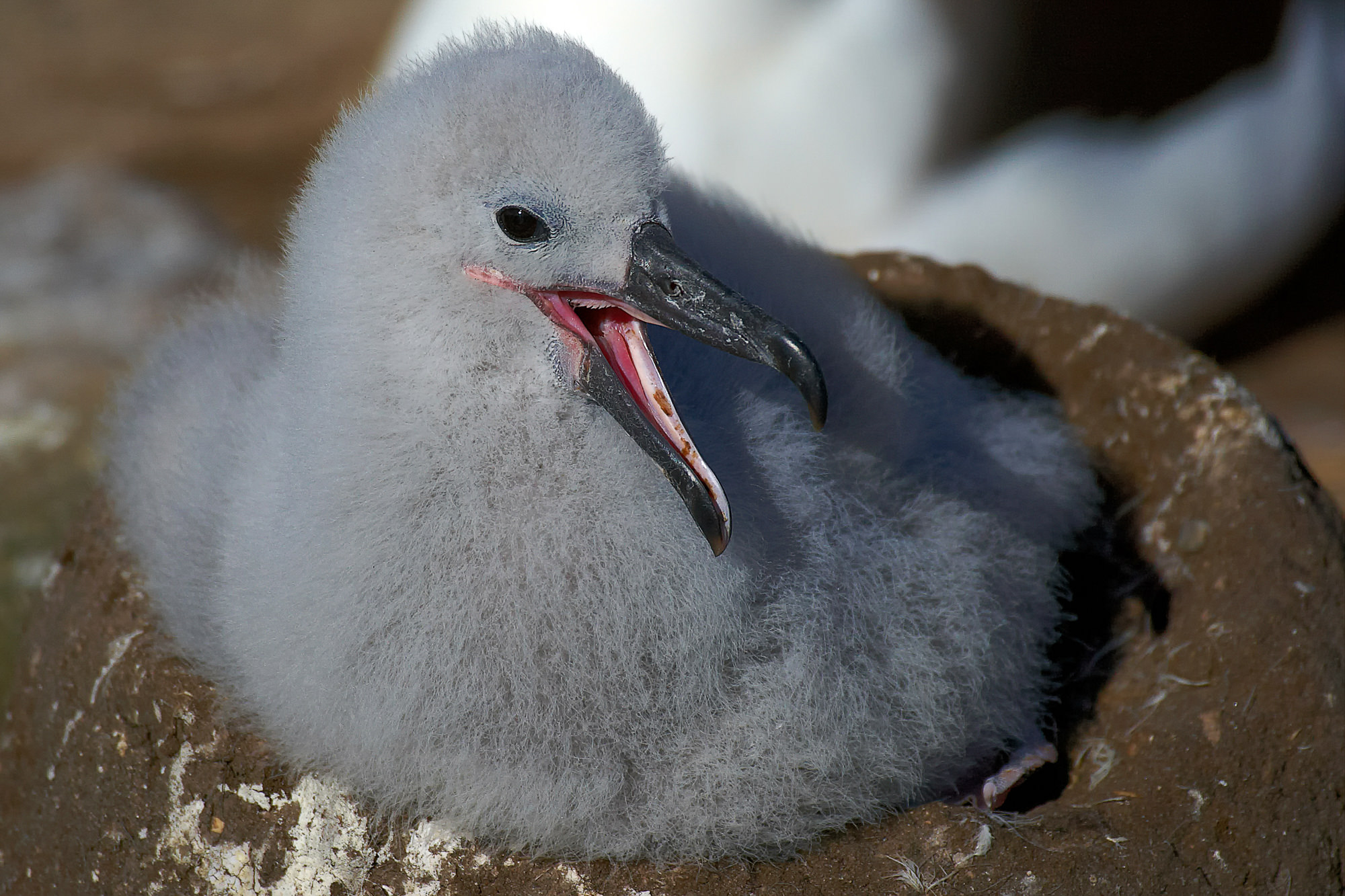 black-browed albatross chick