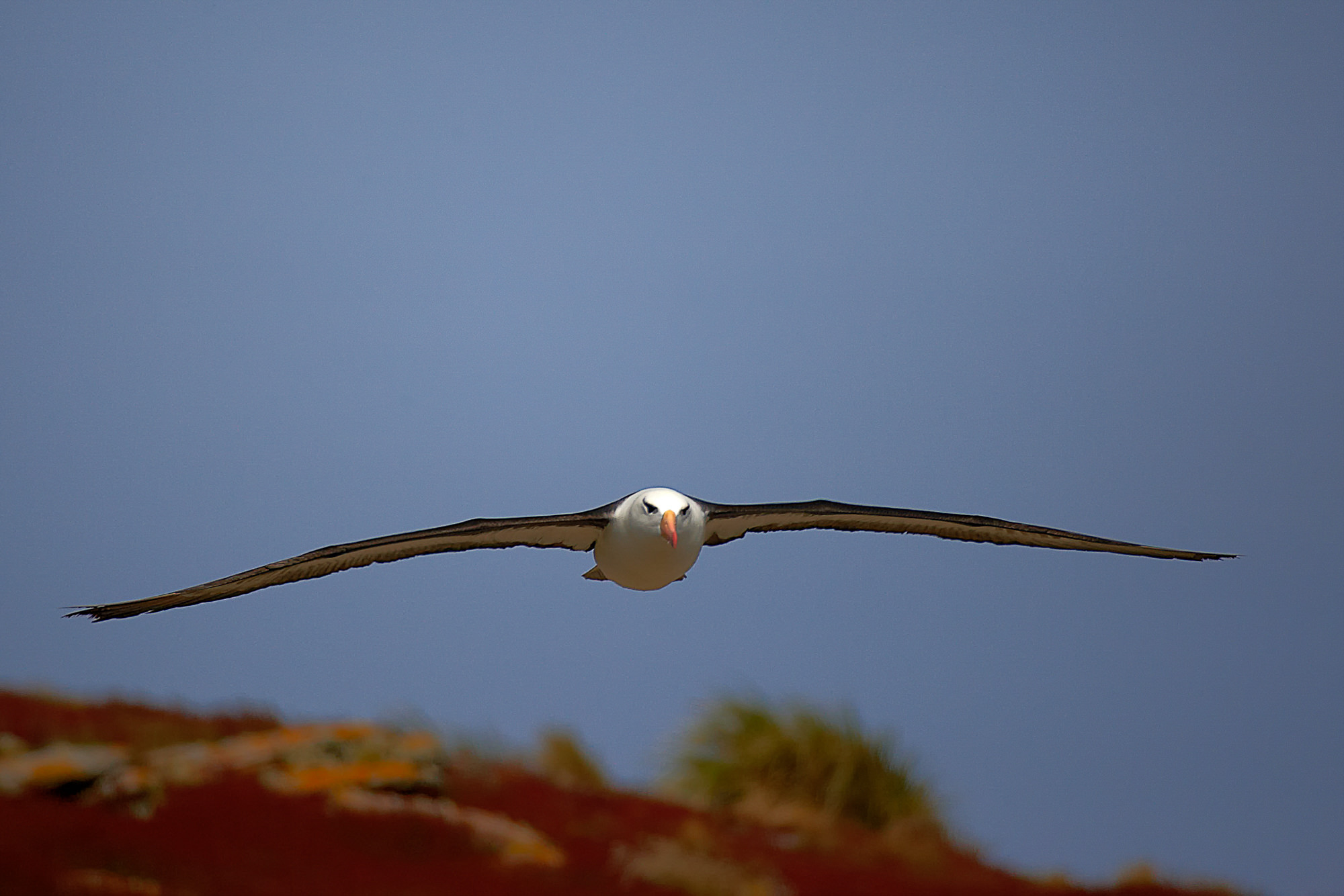 black-browned albatross