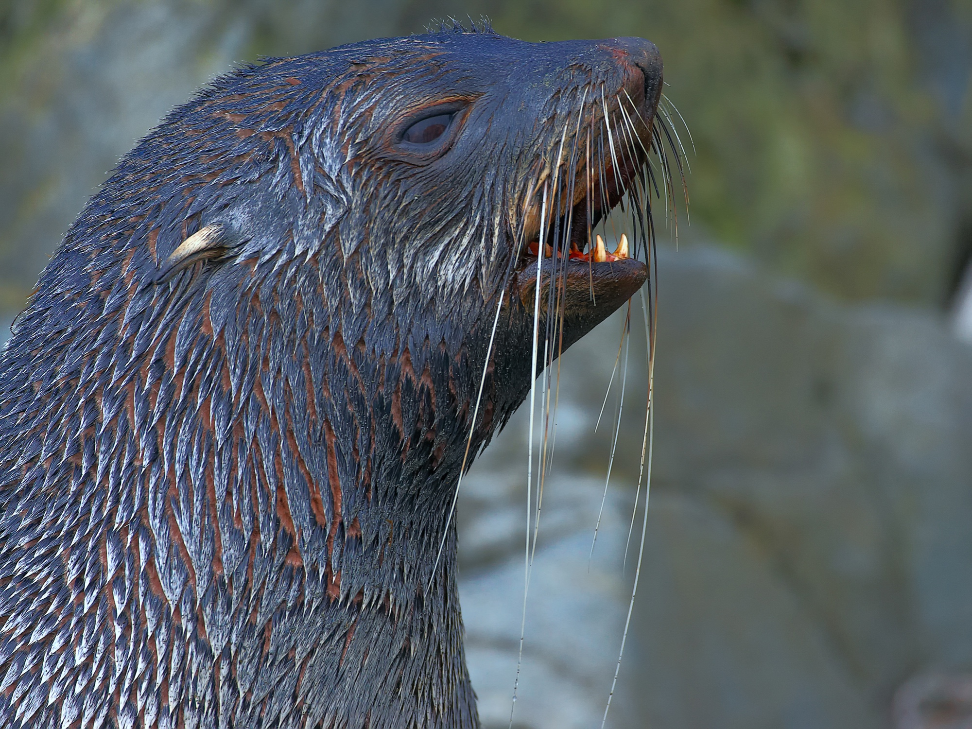 fur seal