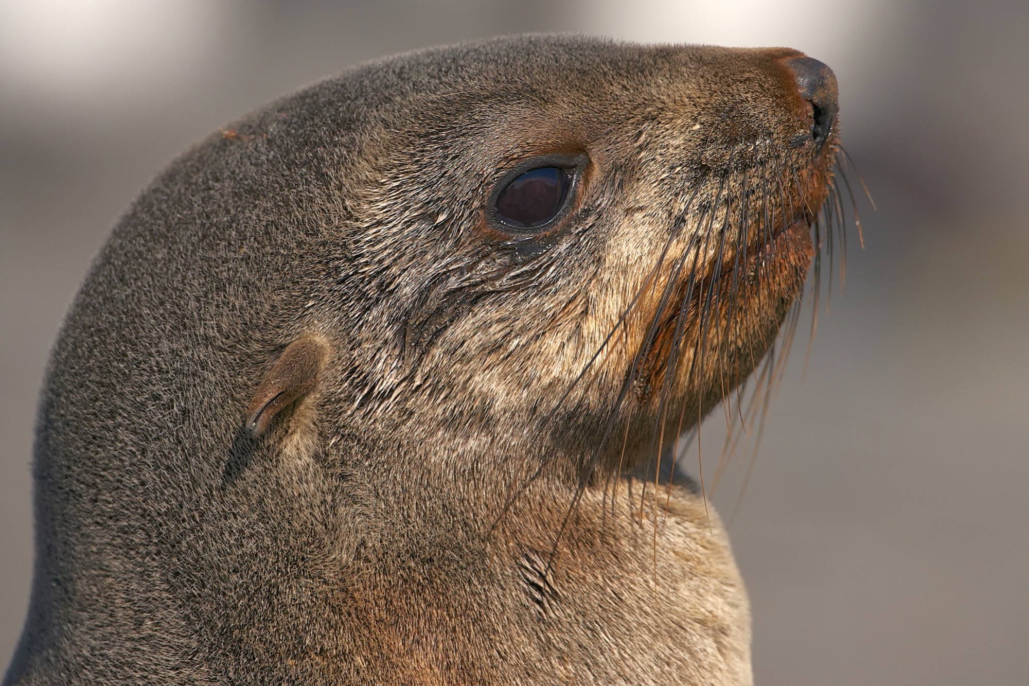 young fur seal