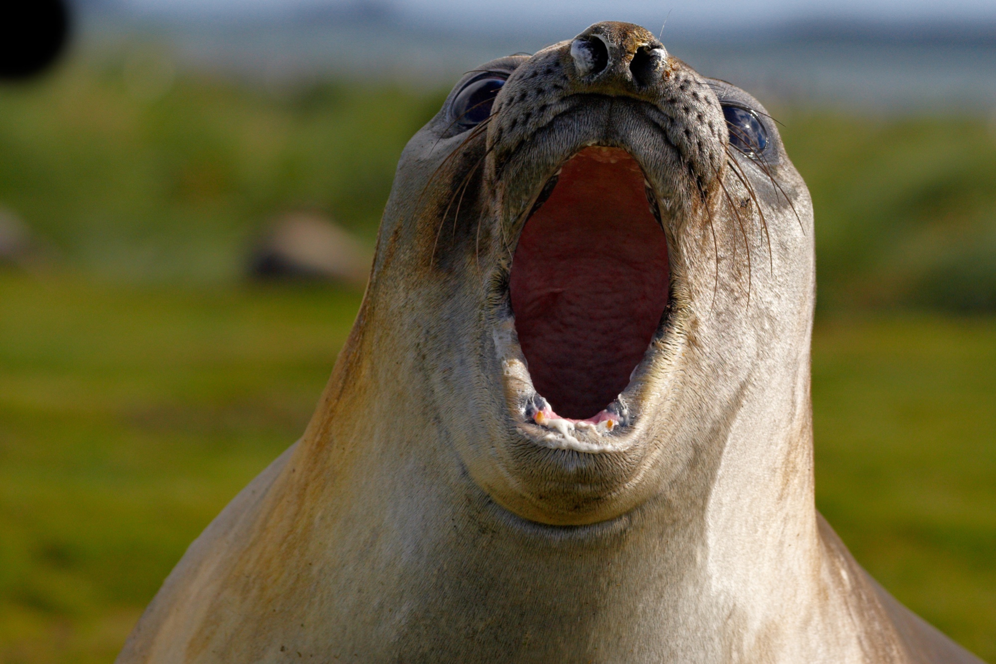 elephant seal