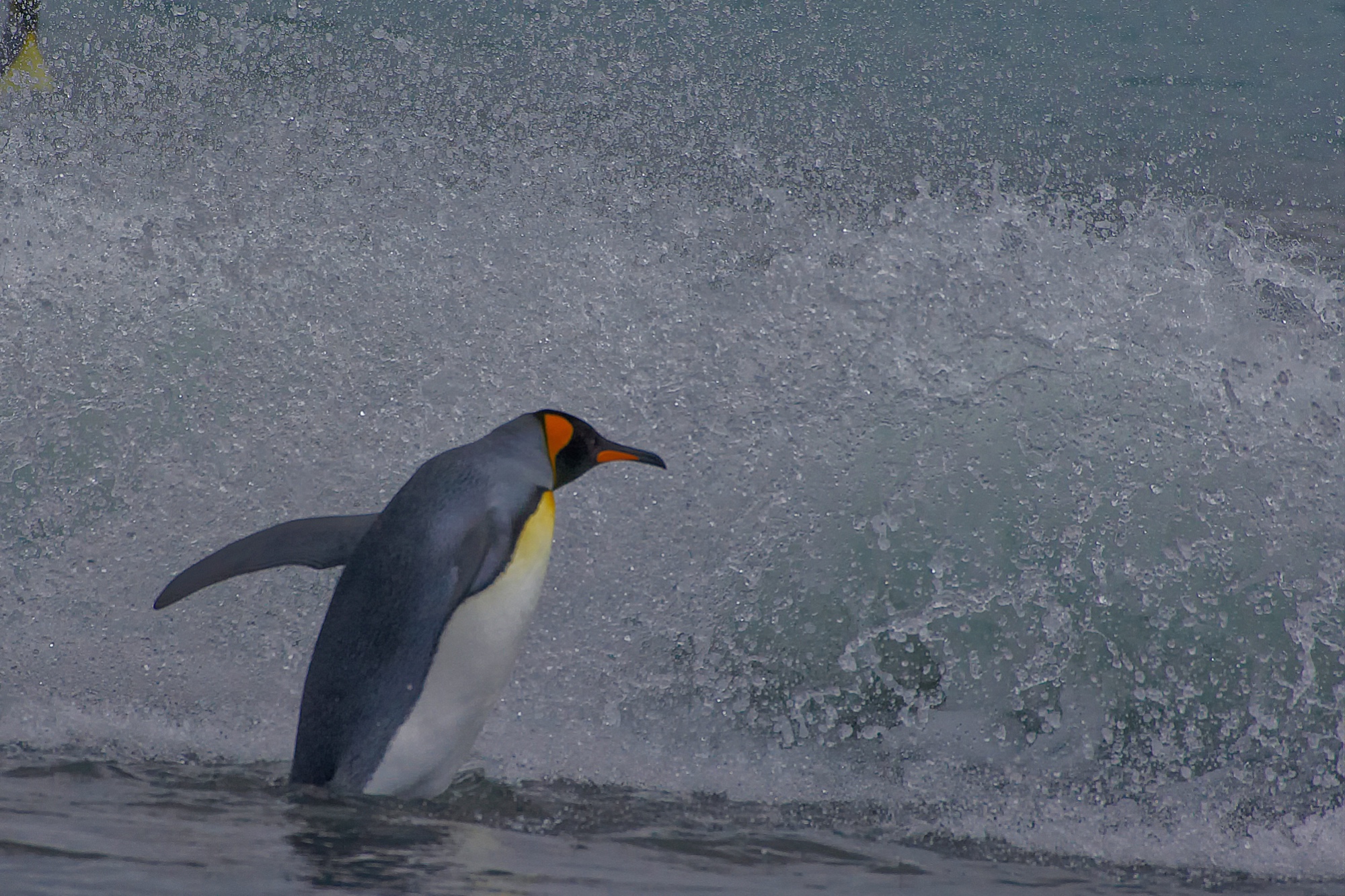 king penguin goes for a swim